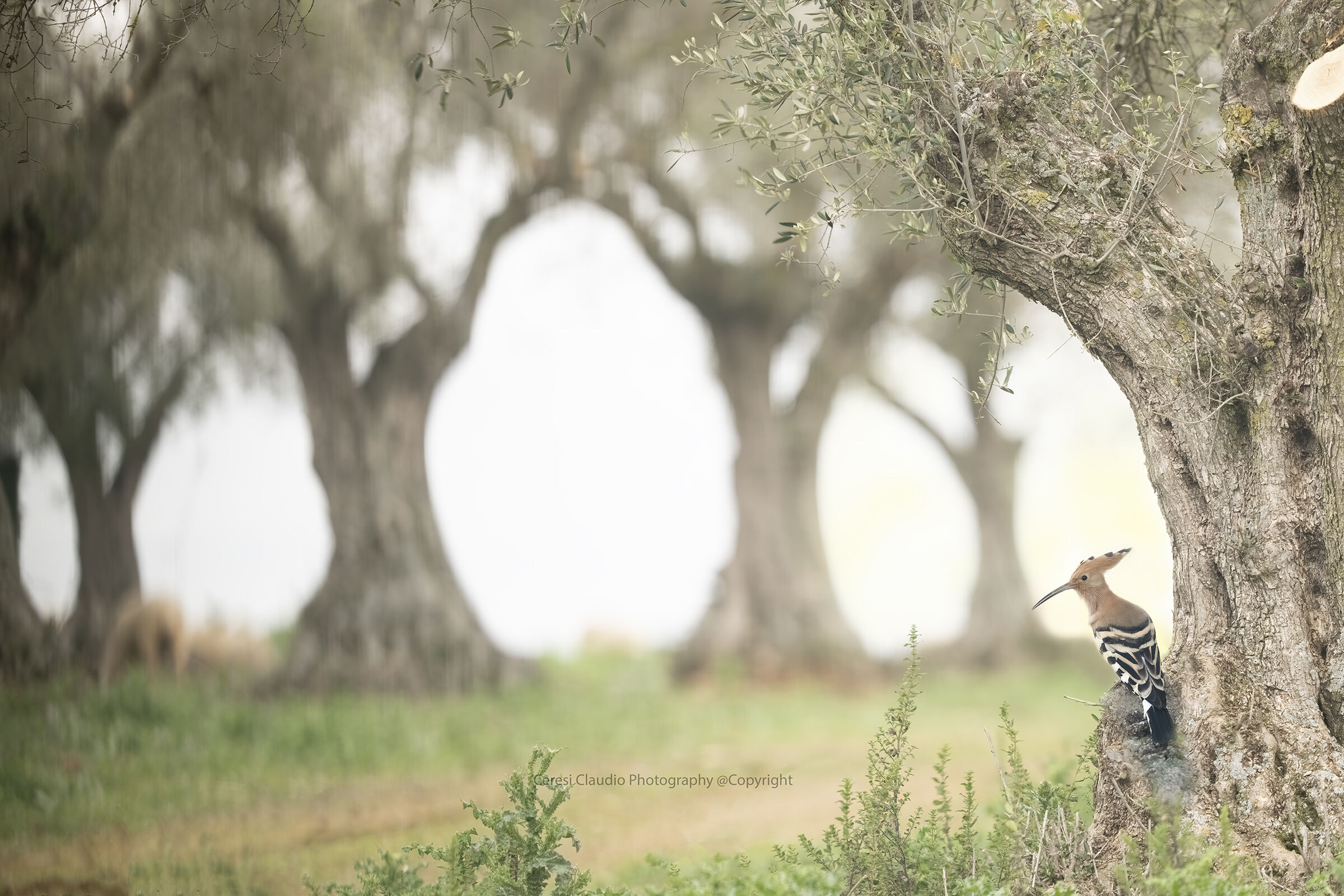 hoopoe in olive trees