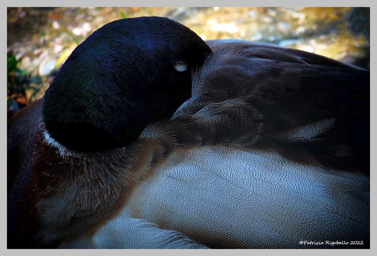 The Sleep of the Mallard