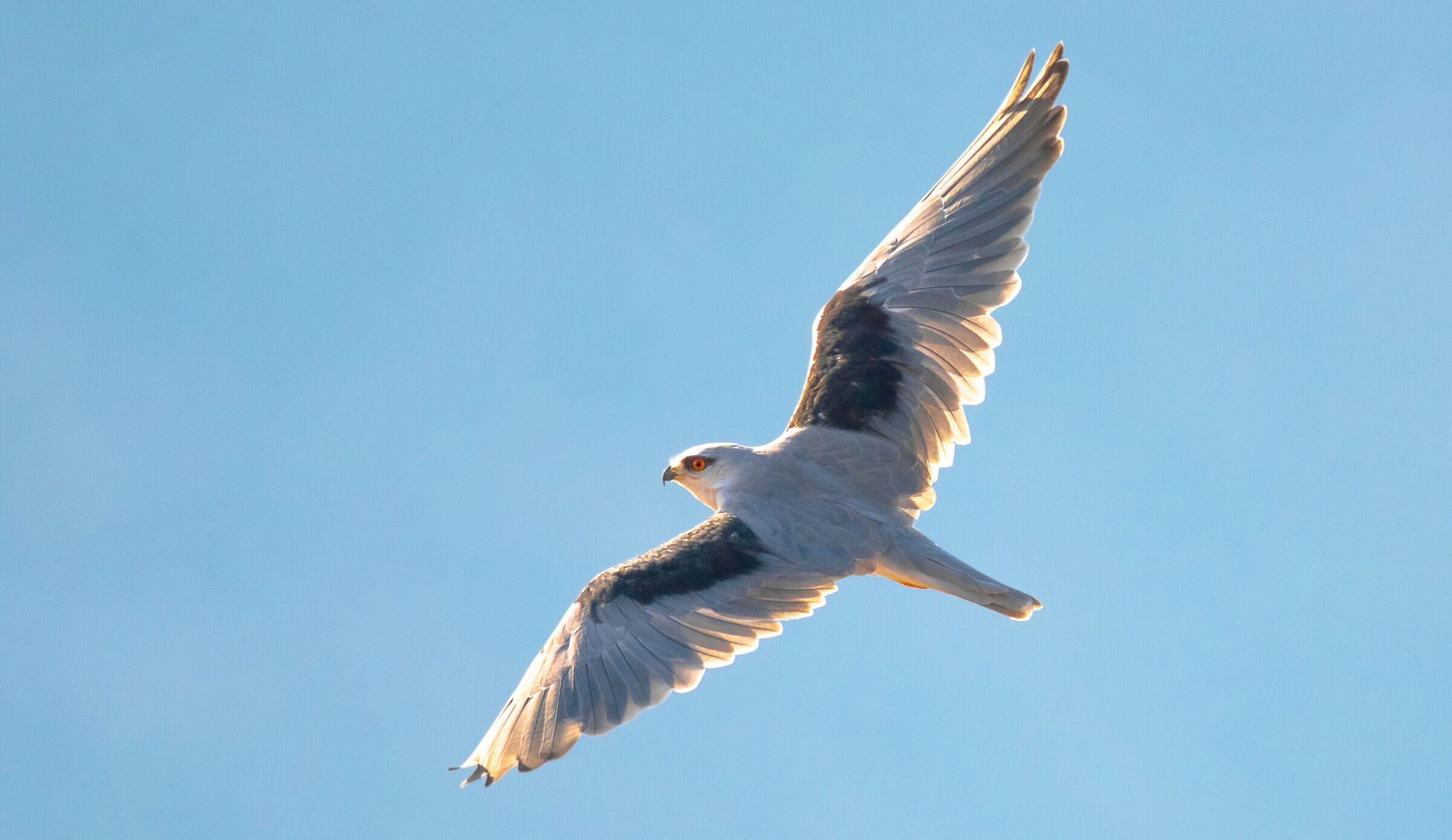 black shouldered kite