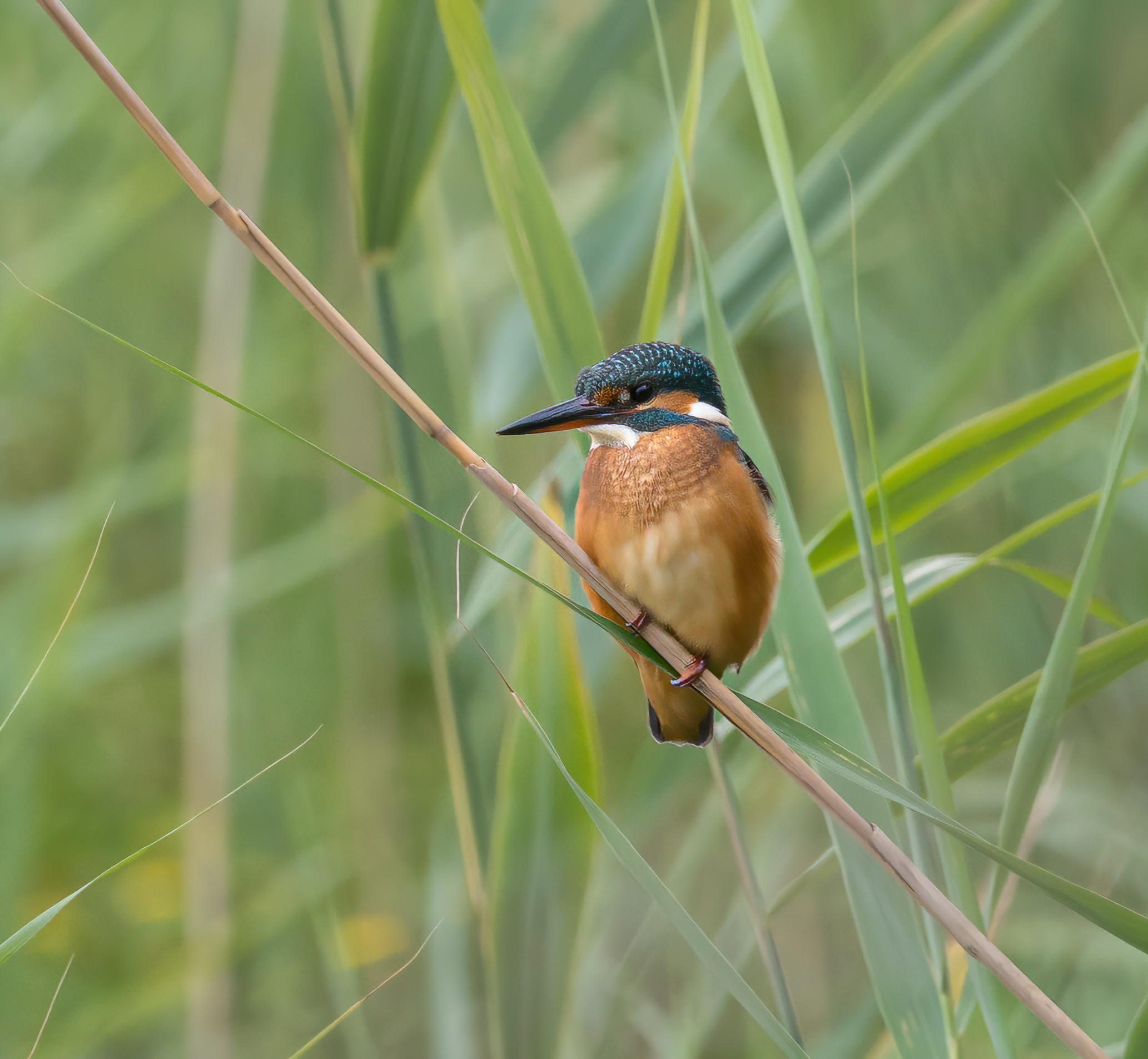 Kingfisher (female)