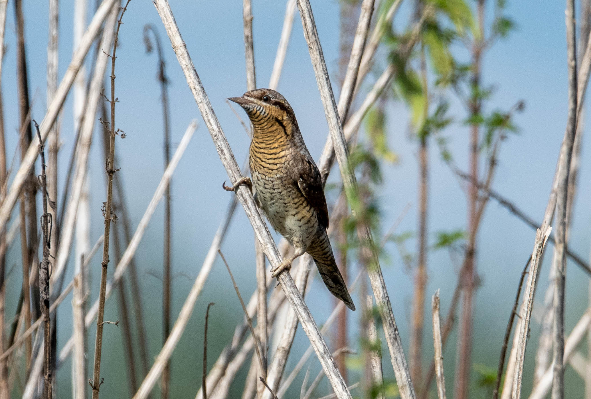 Wryneck