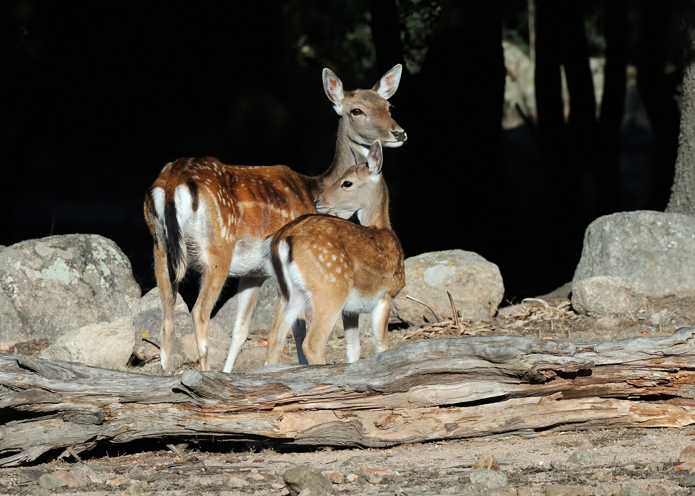 Fallow deer in the early morning