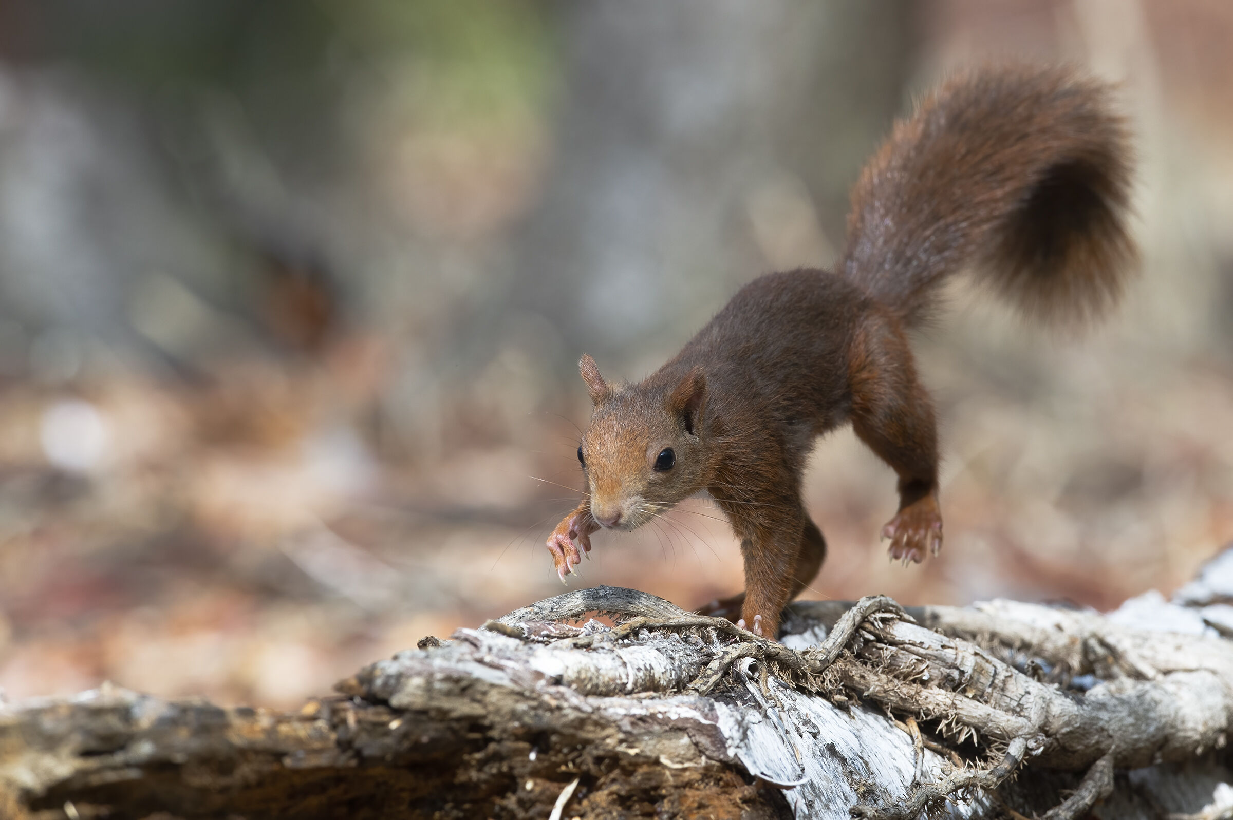 Squirrel (Sciurus vulgaris)