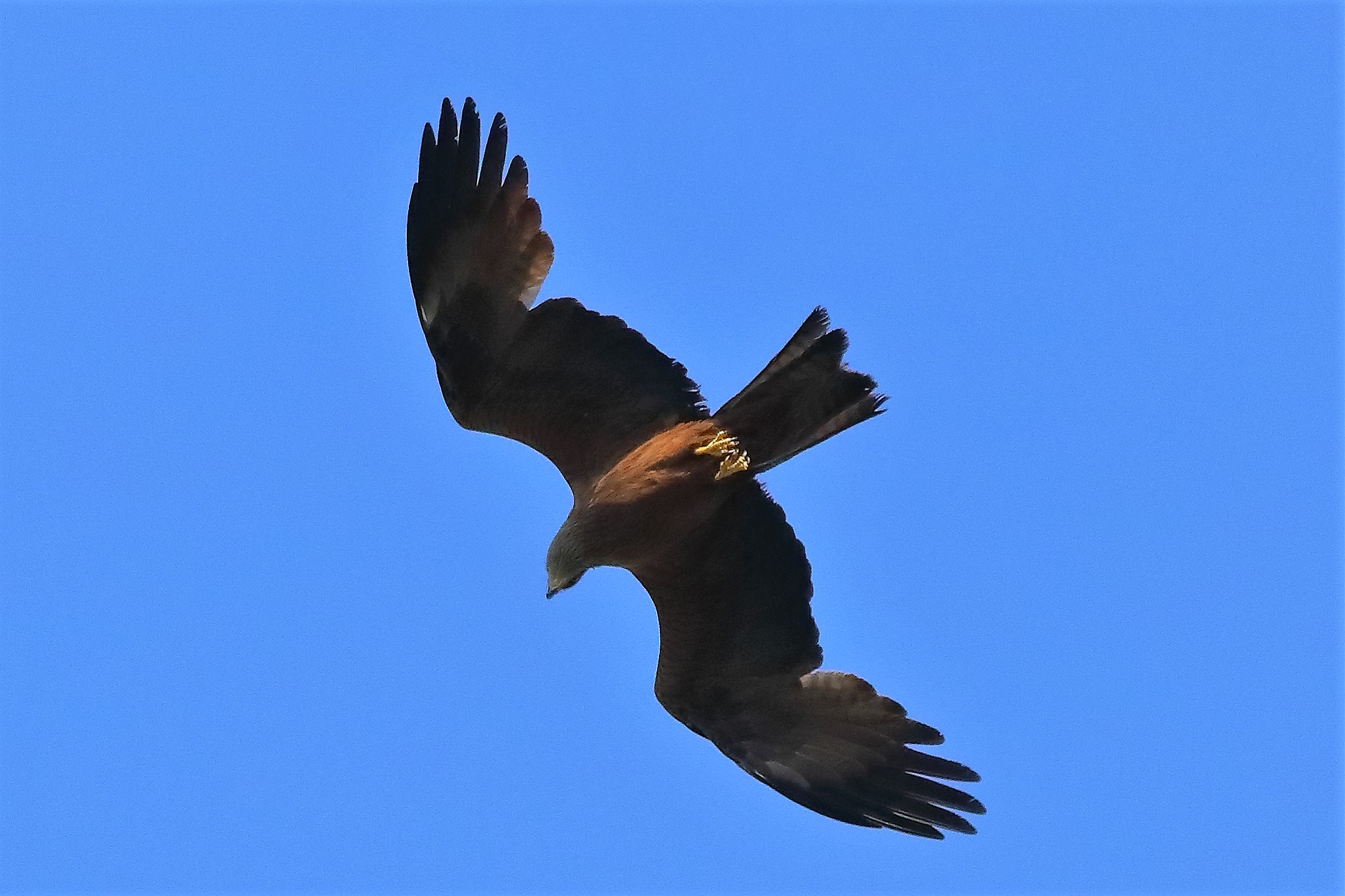 Nibbio bruno 20-06-2022