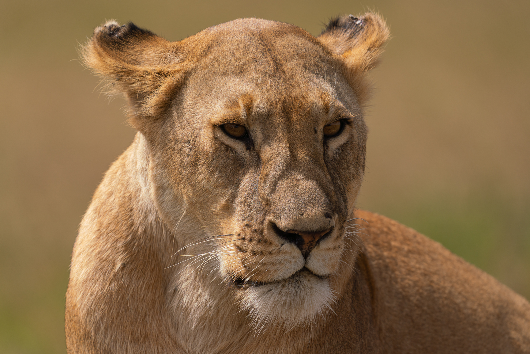 Close-up of lioness