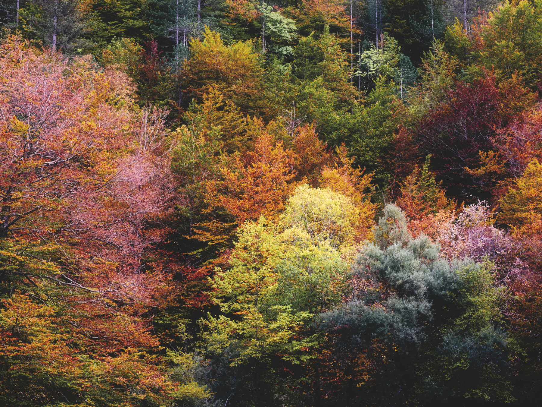 qualche autunno fa