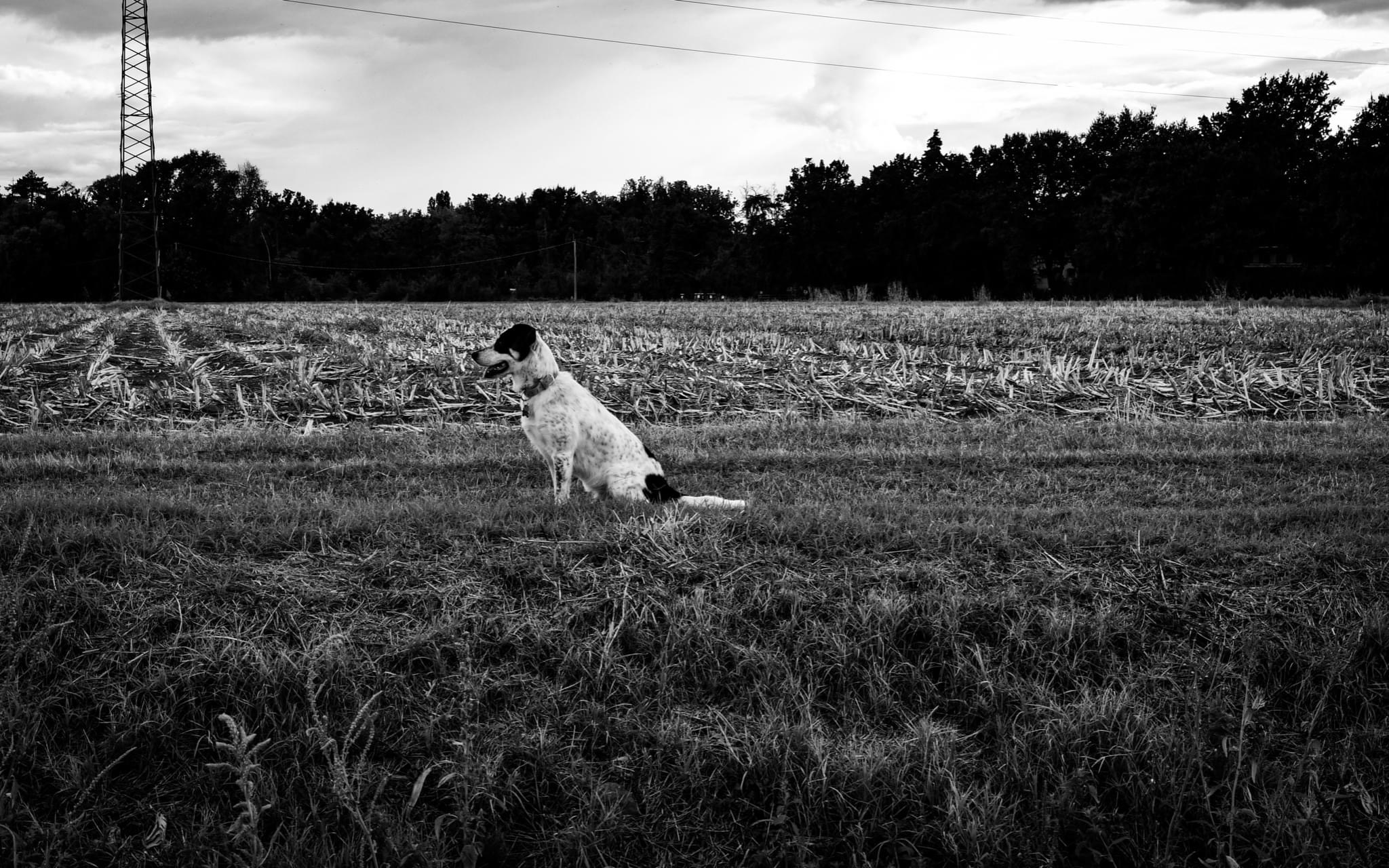 Dog in the countryside