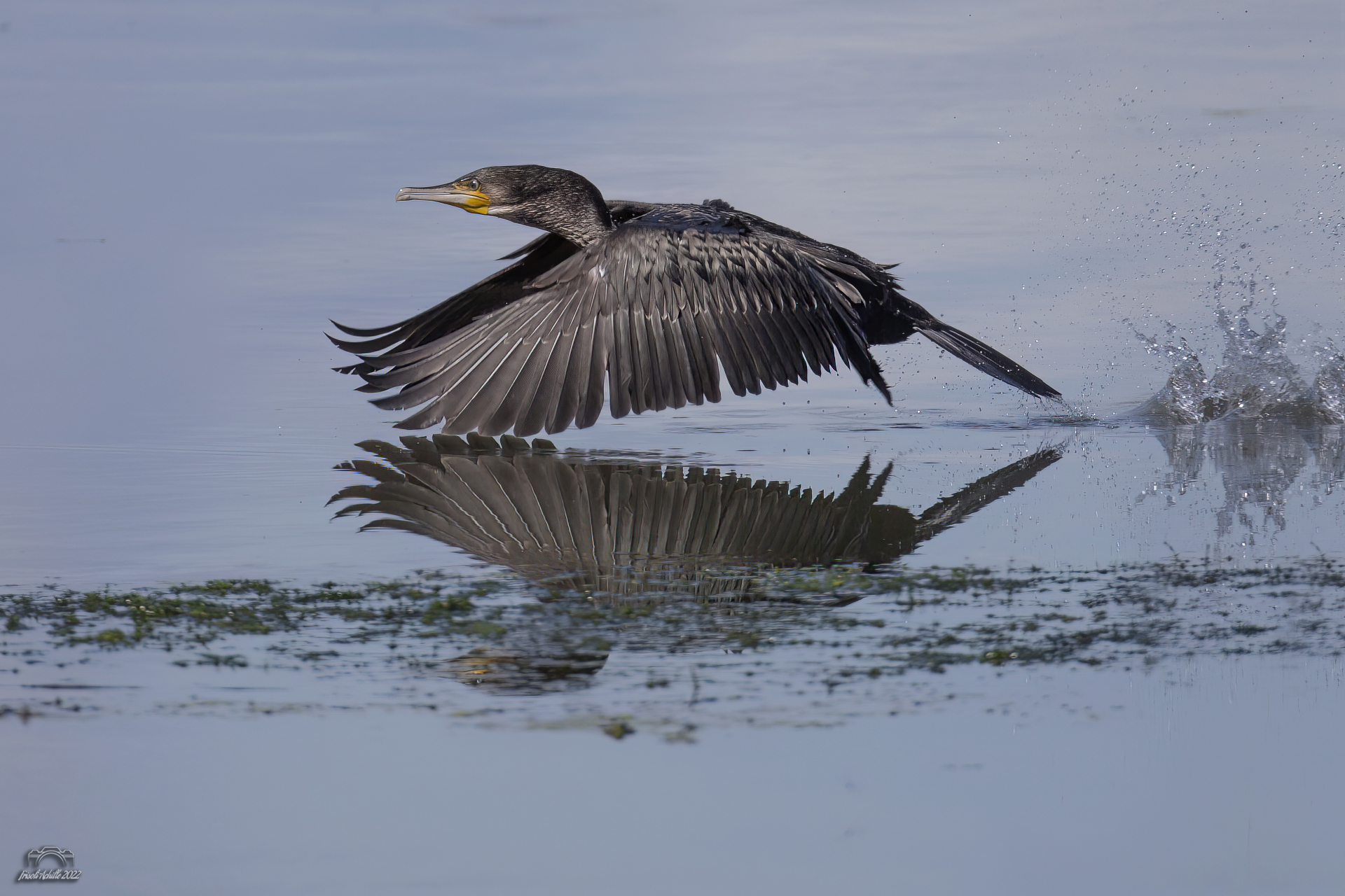Cormorant