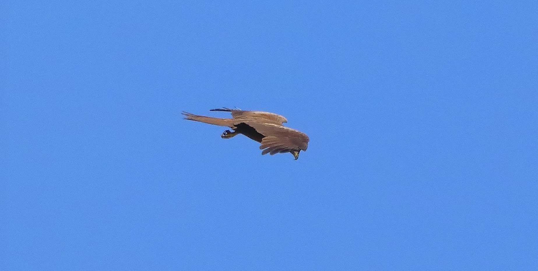 Nibbio bruno 20-06-2022