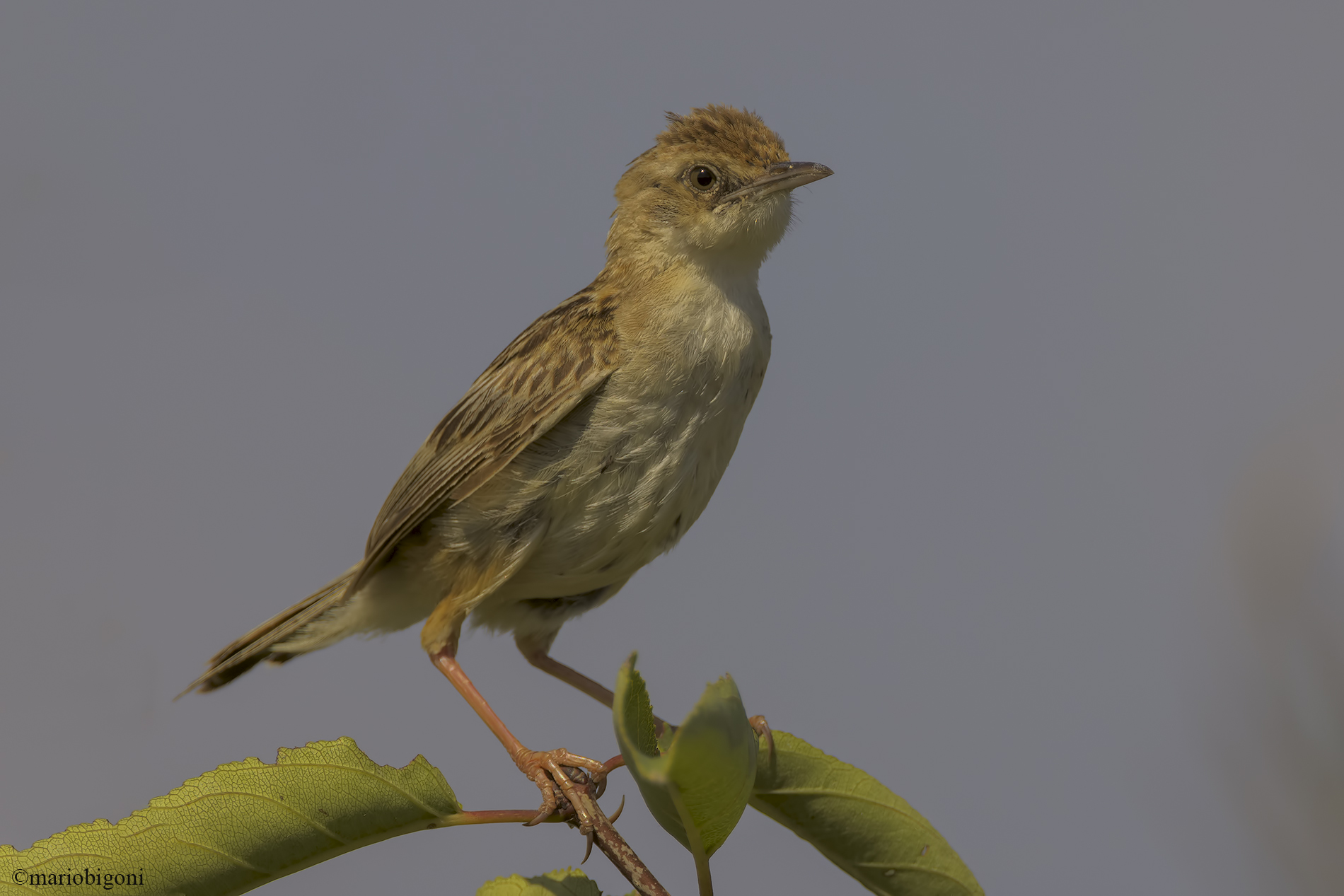 Flycatcher