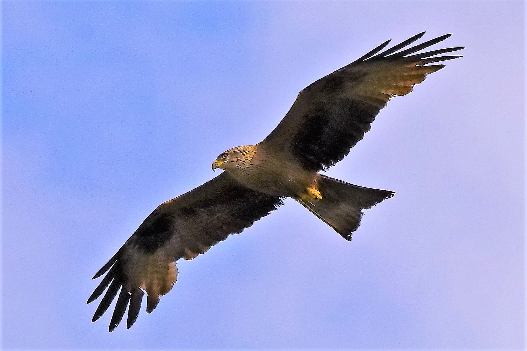 Nibbio bruno 21-06-2022