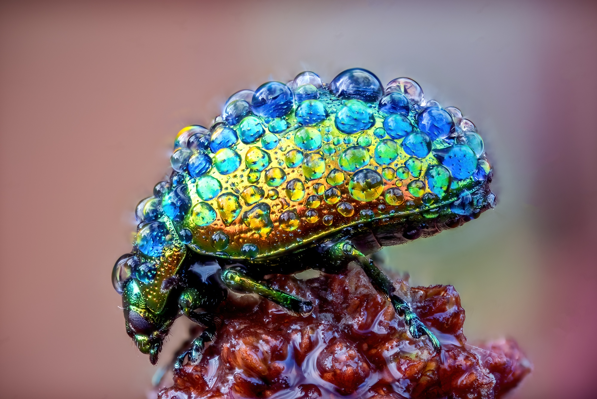 Chrysomelidae (Chrysolina sp.)