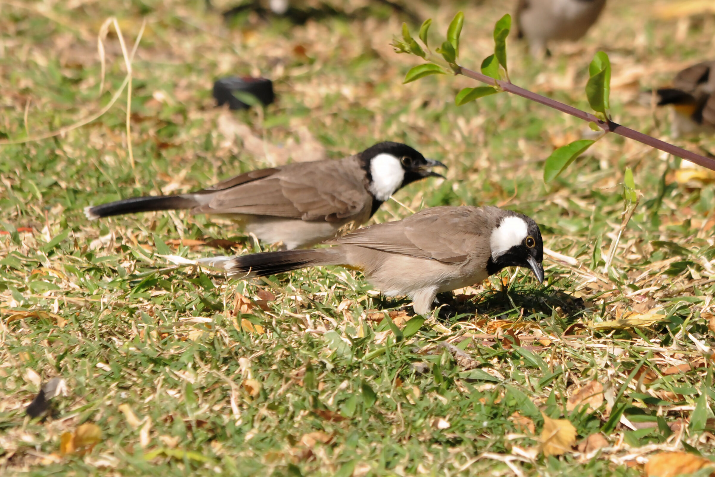 Bulbul dalle guance bianche senza cresta - Dubai