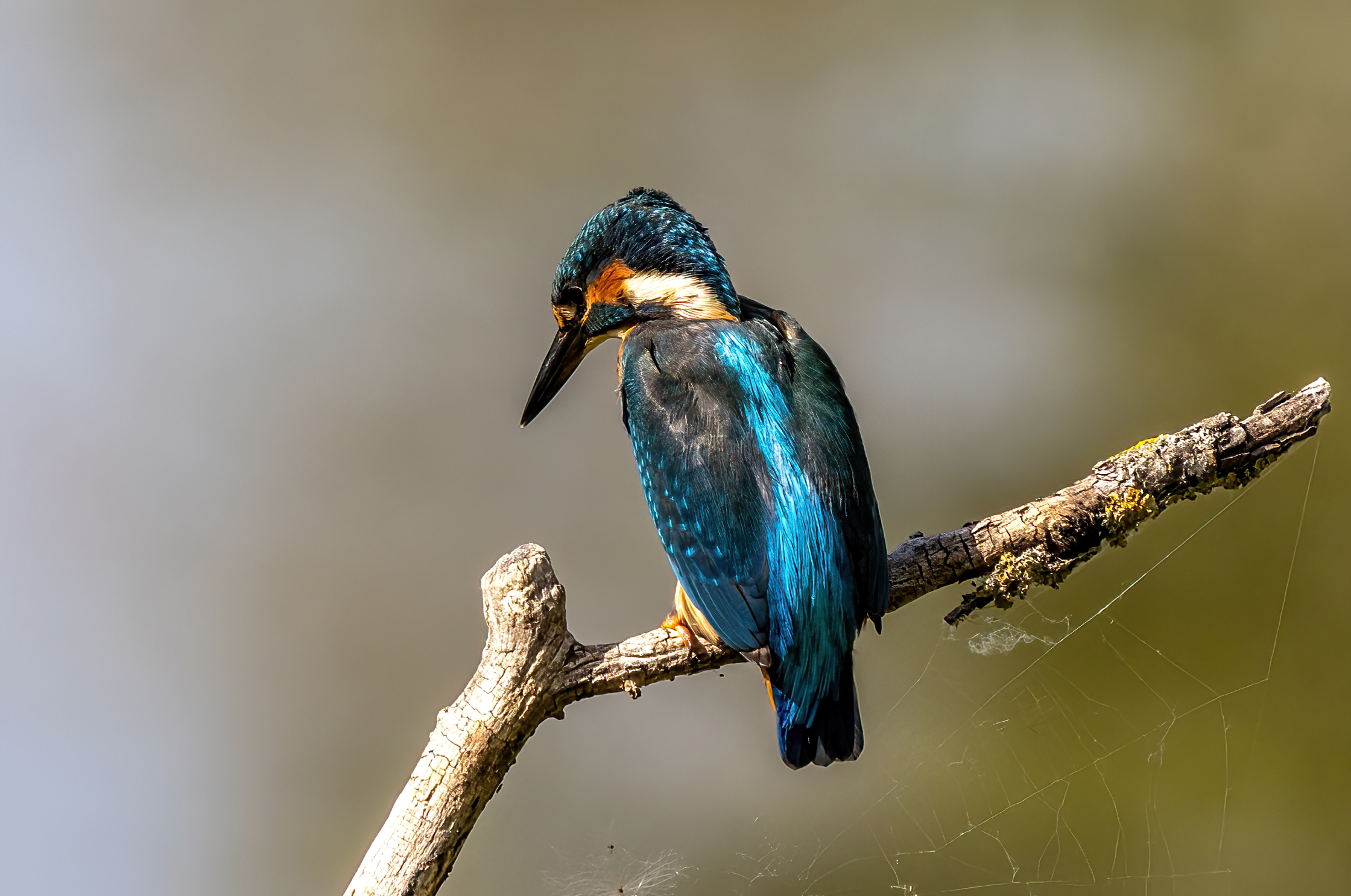 Martin Pescatore scrutando