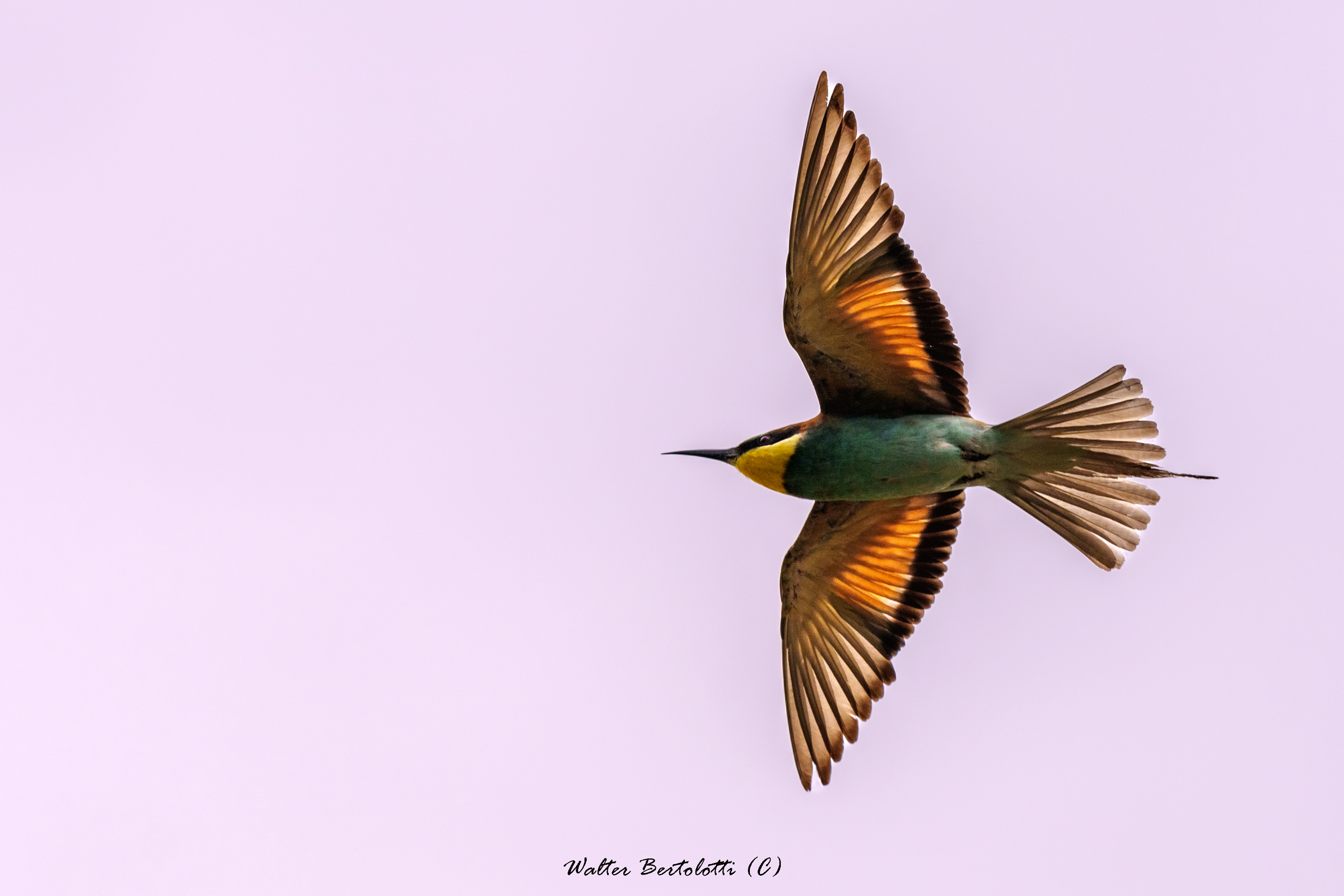 colorful flights