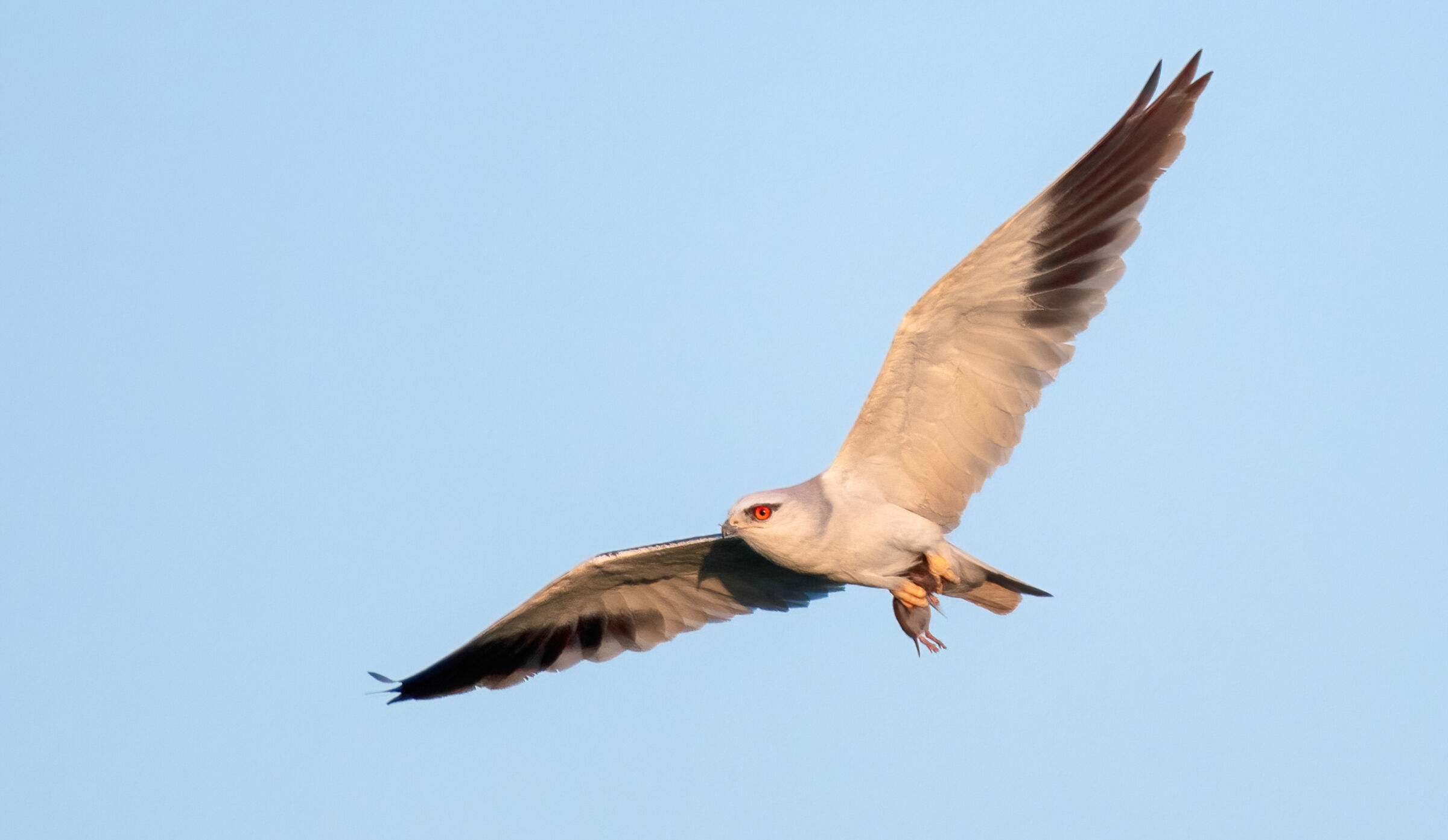 black shouldered kite