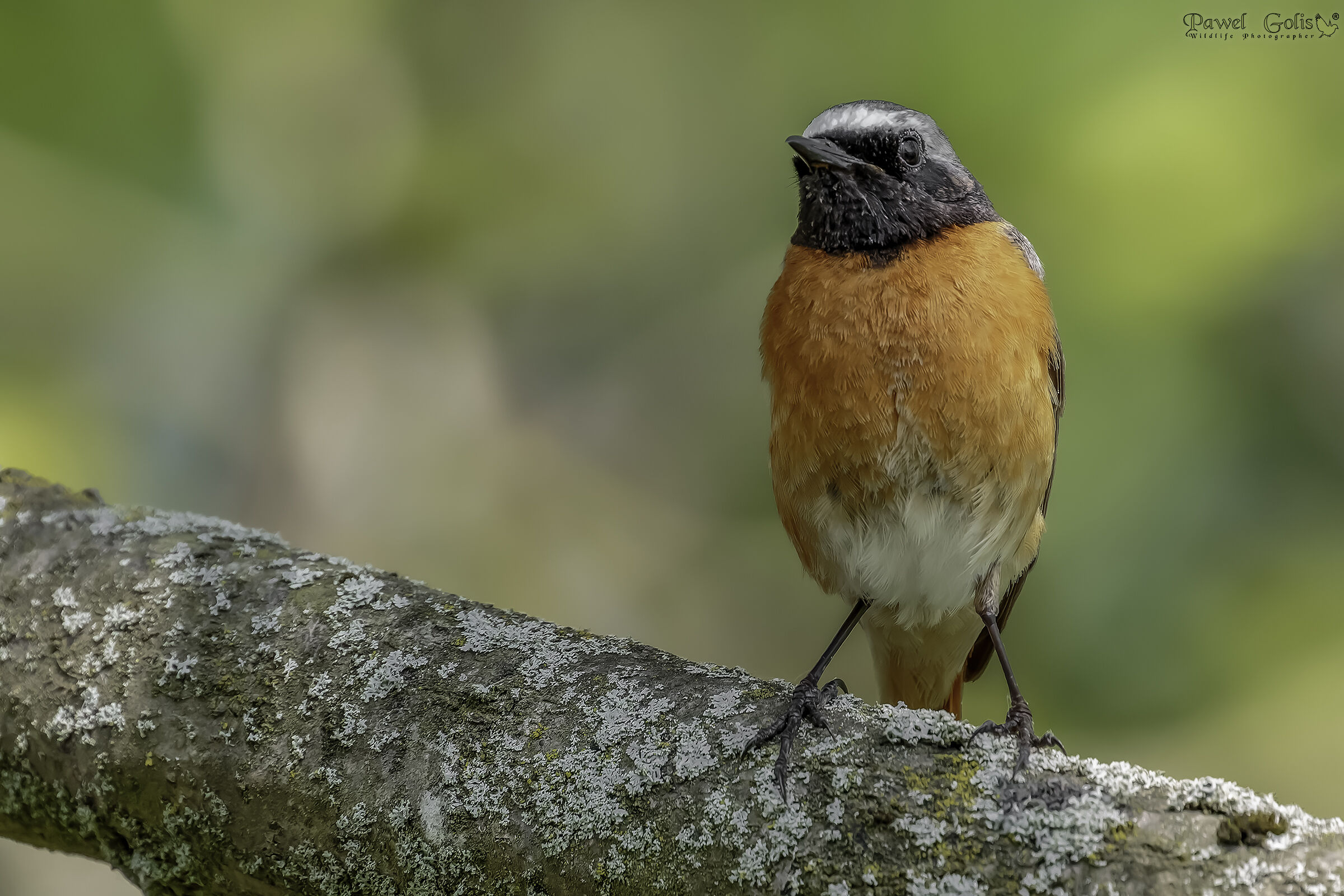 Common redstart (Phoenicurus phoenicurus)