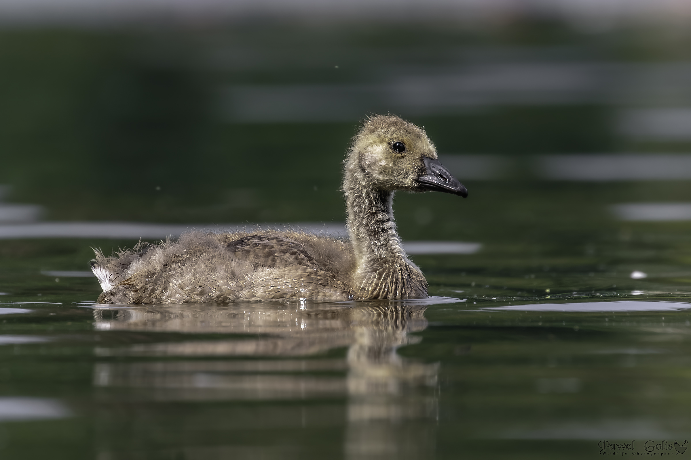 Oca canadese (Branta canadensis)