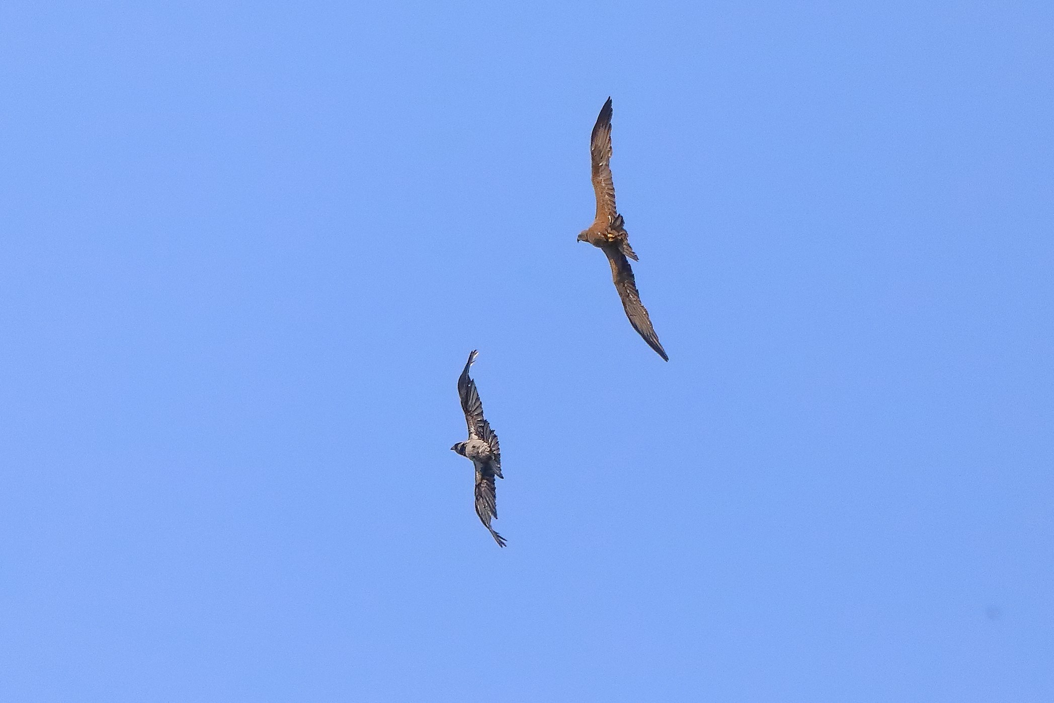 Nibbio bruno 27-05-2022