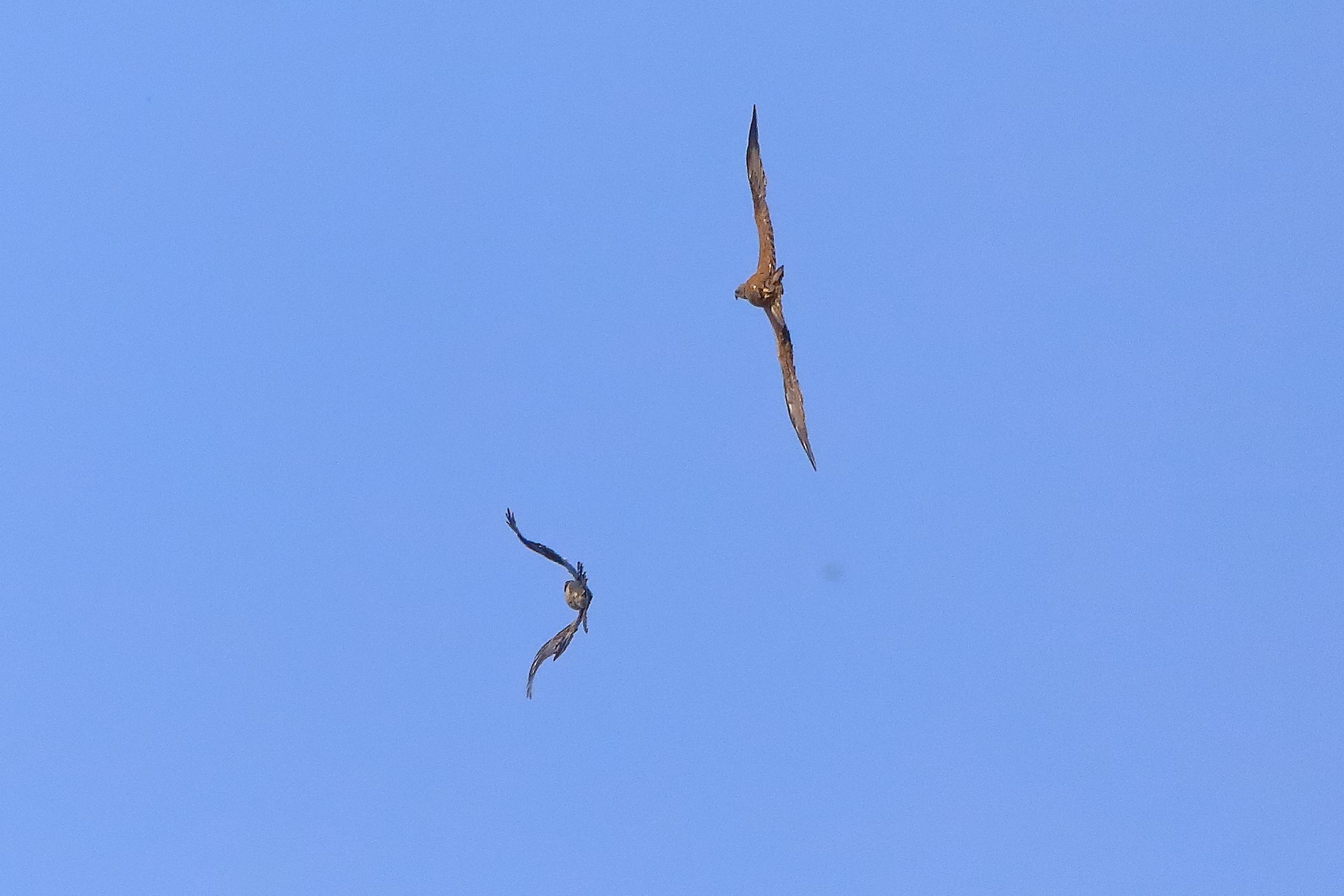 Nibbio bruno 27-05-2022