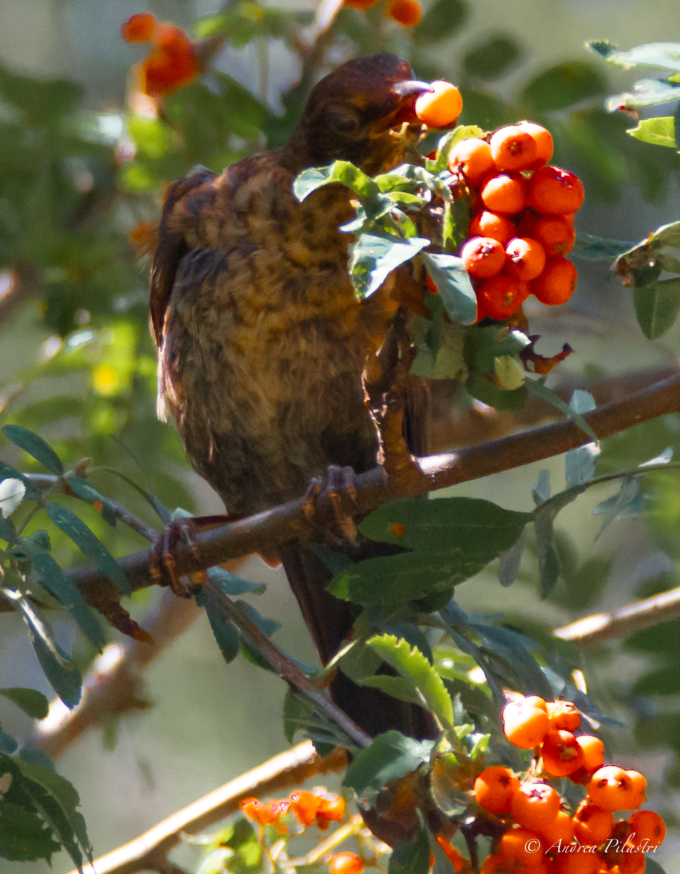 Fresh fruit