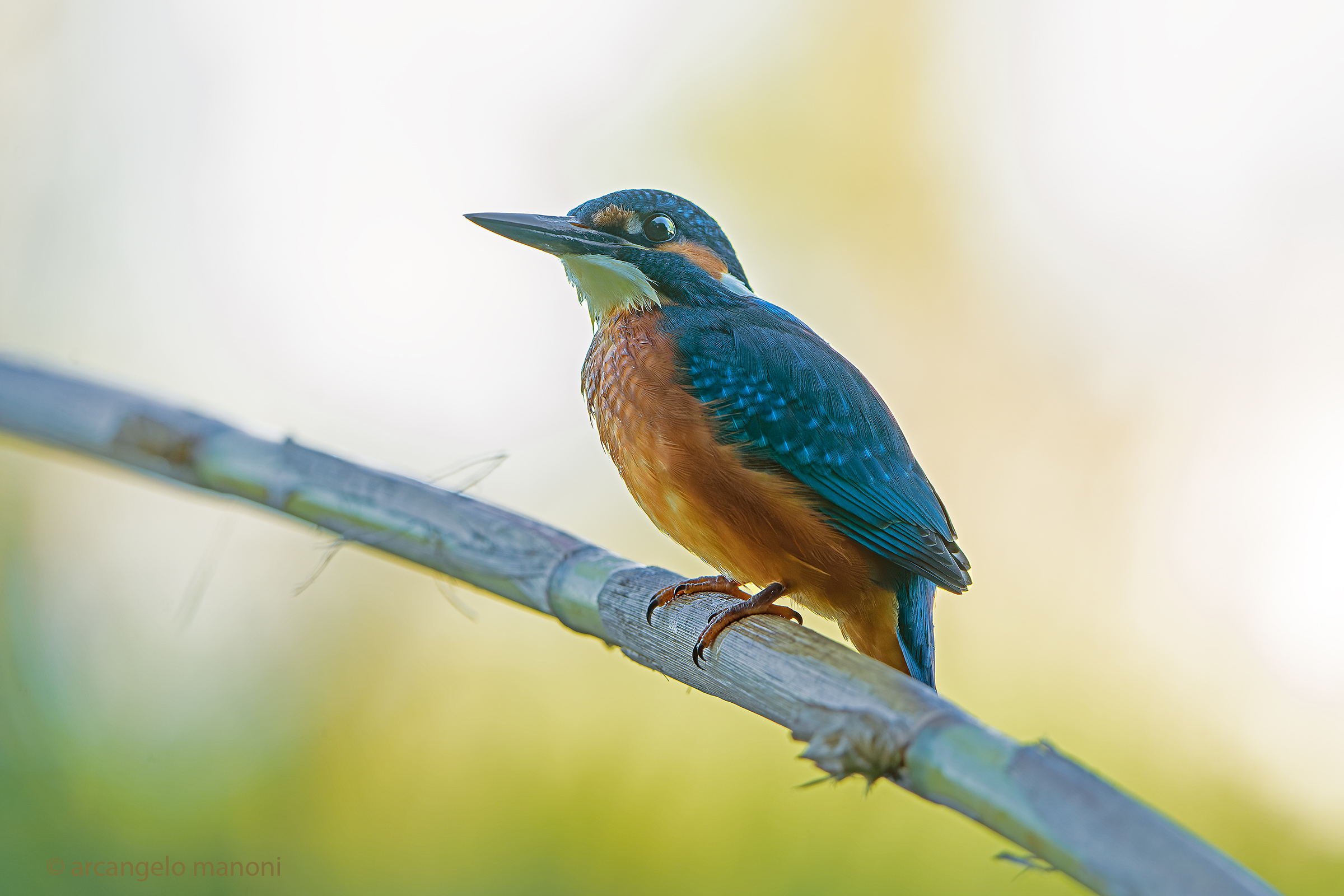 First lights on the martino