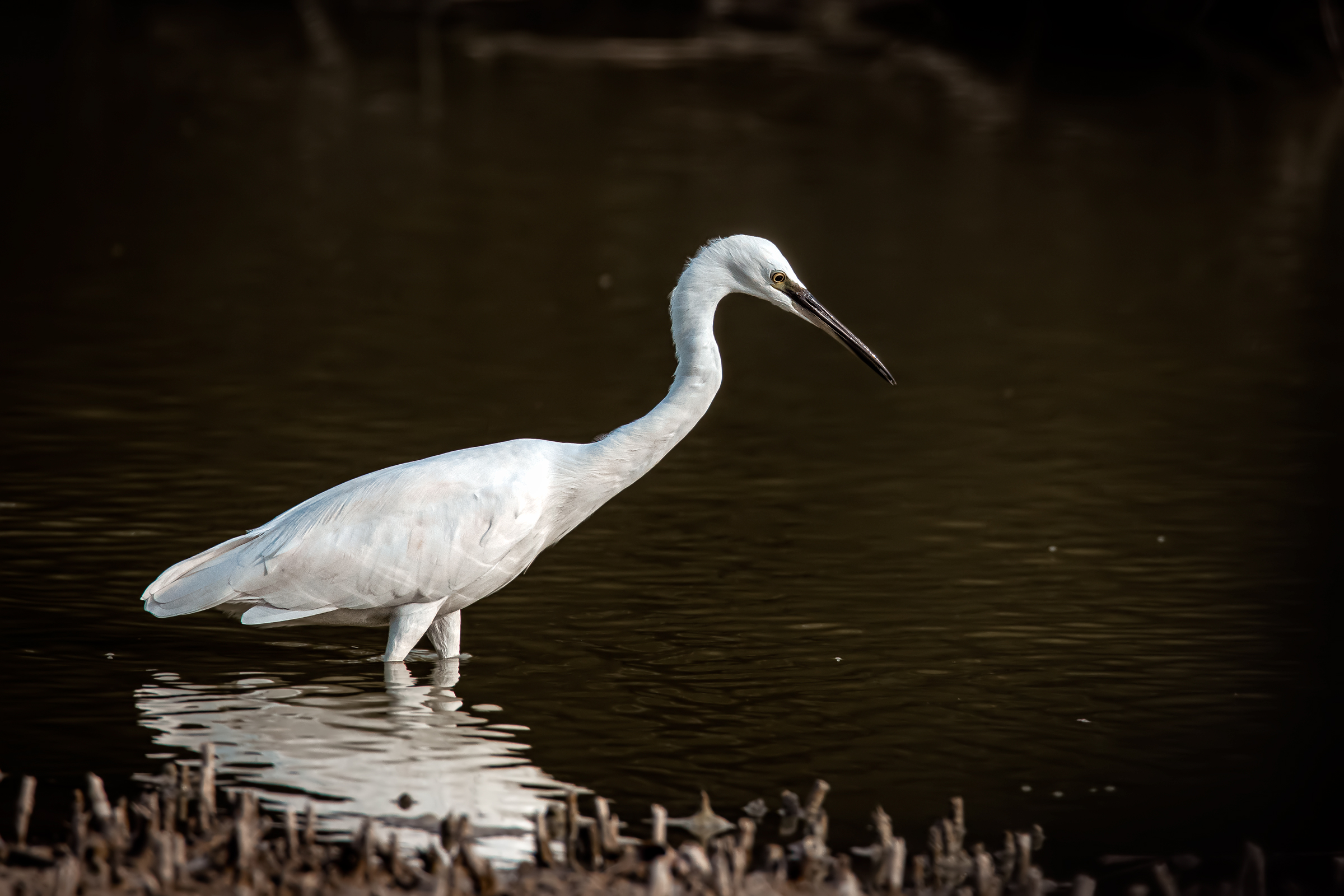 Egretta egret