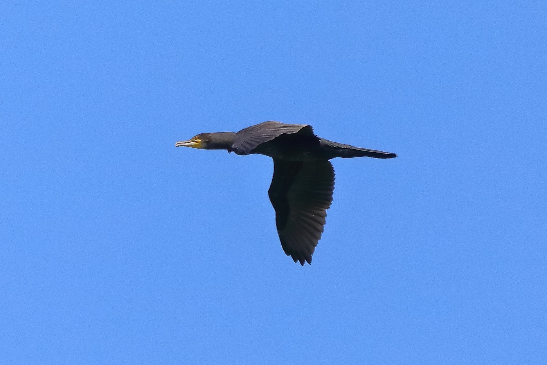 cormorano 29-06-2022