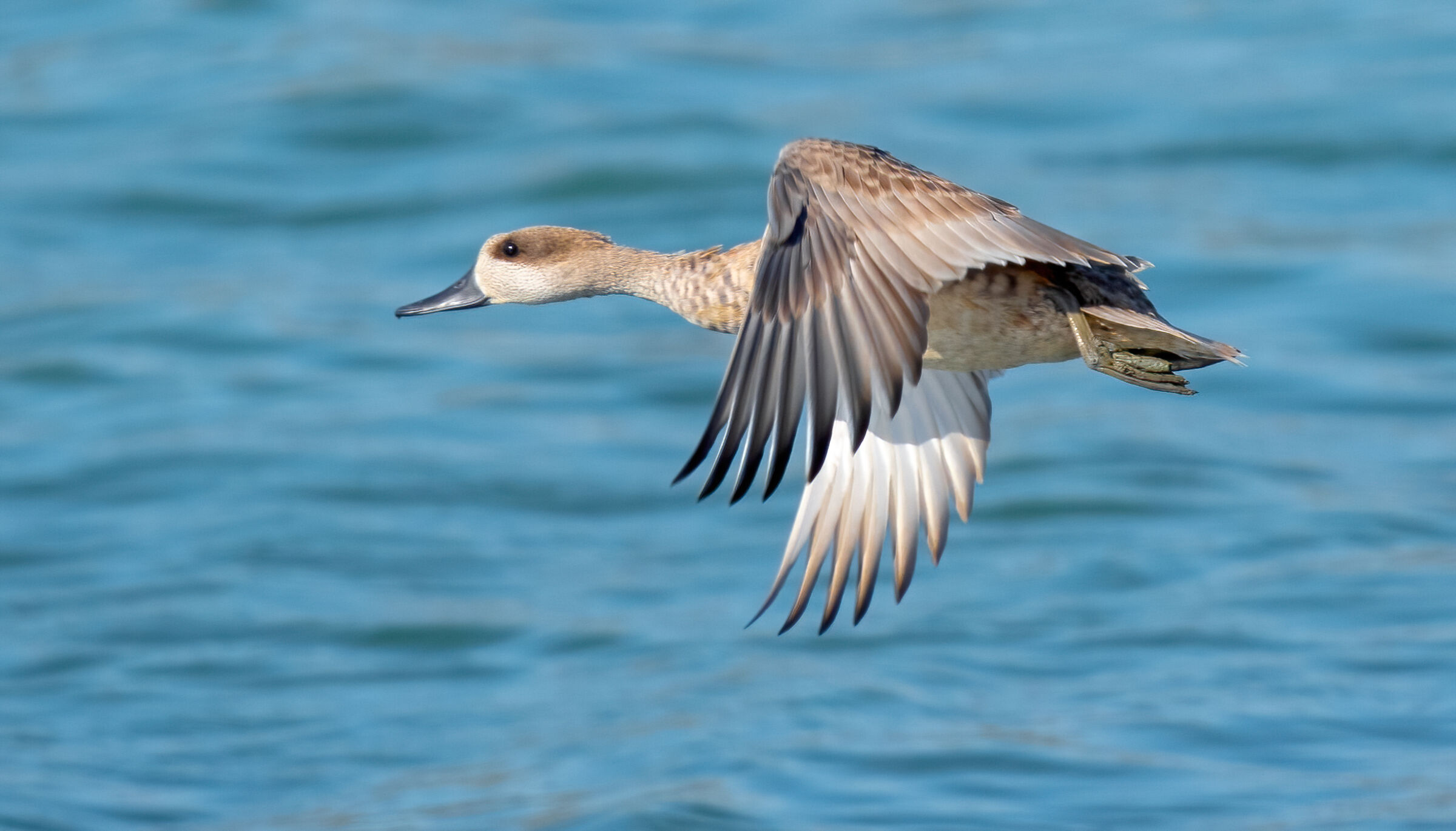 marbled duck