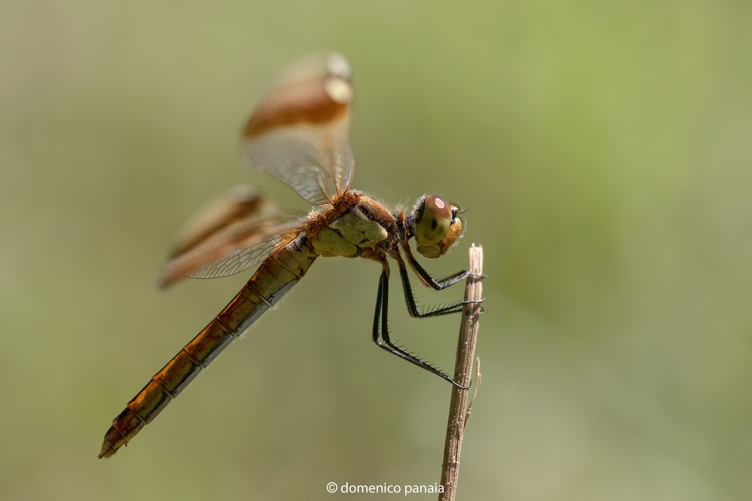 sympetrum pedemontanum female