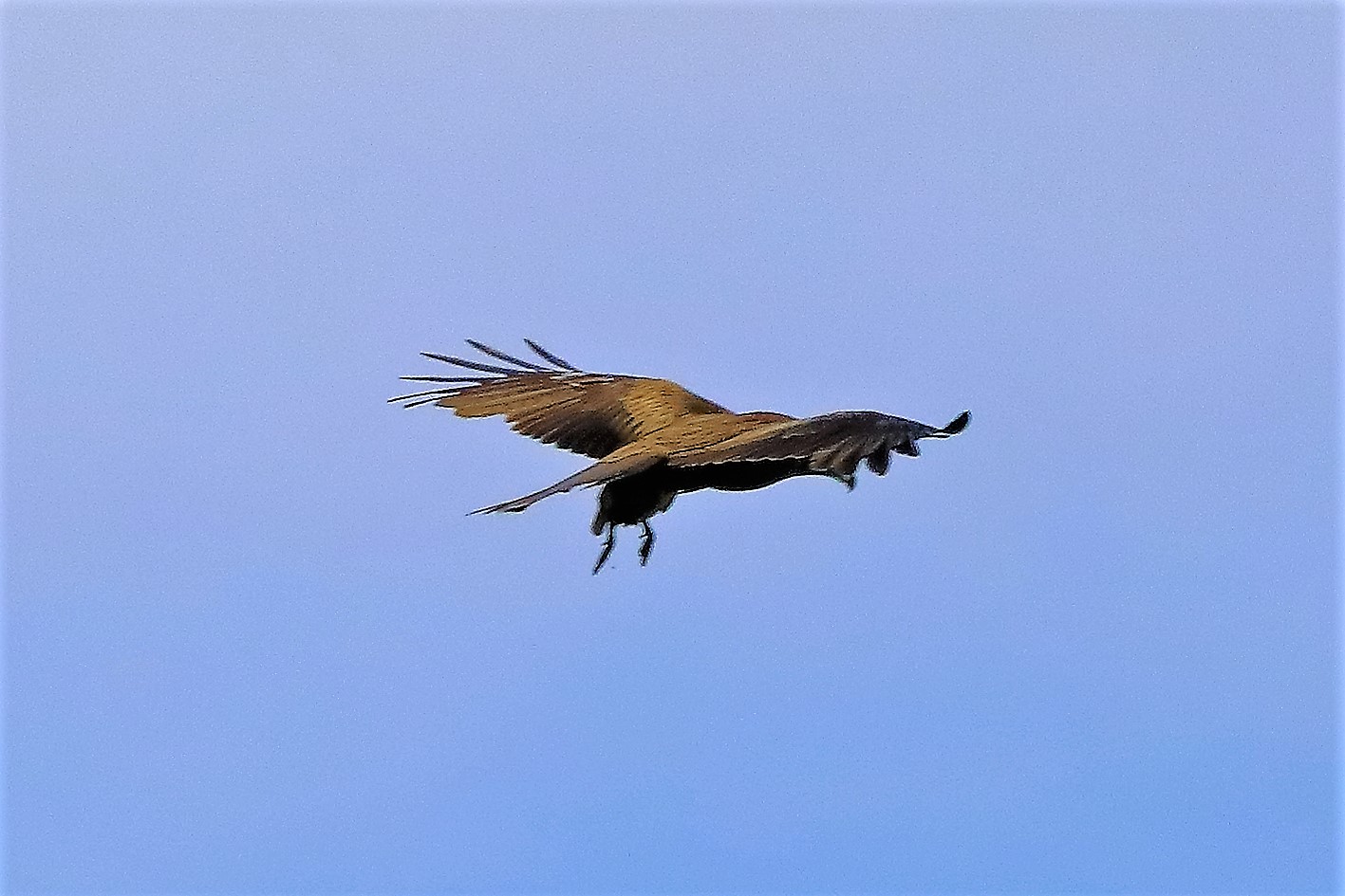 Nibbio bruno 06-06-2022