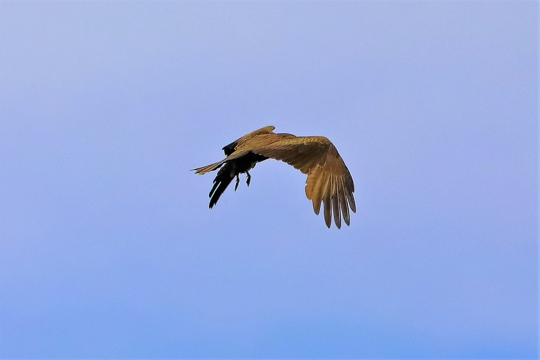 Nibbio bruno 06-06-2022