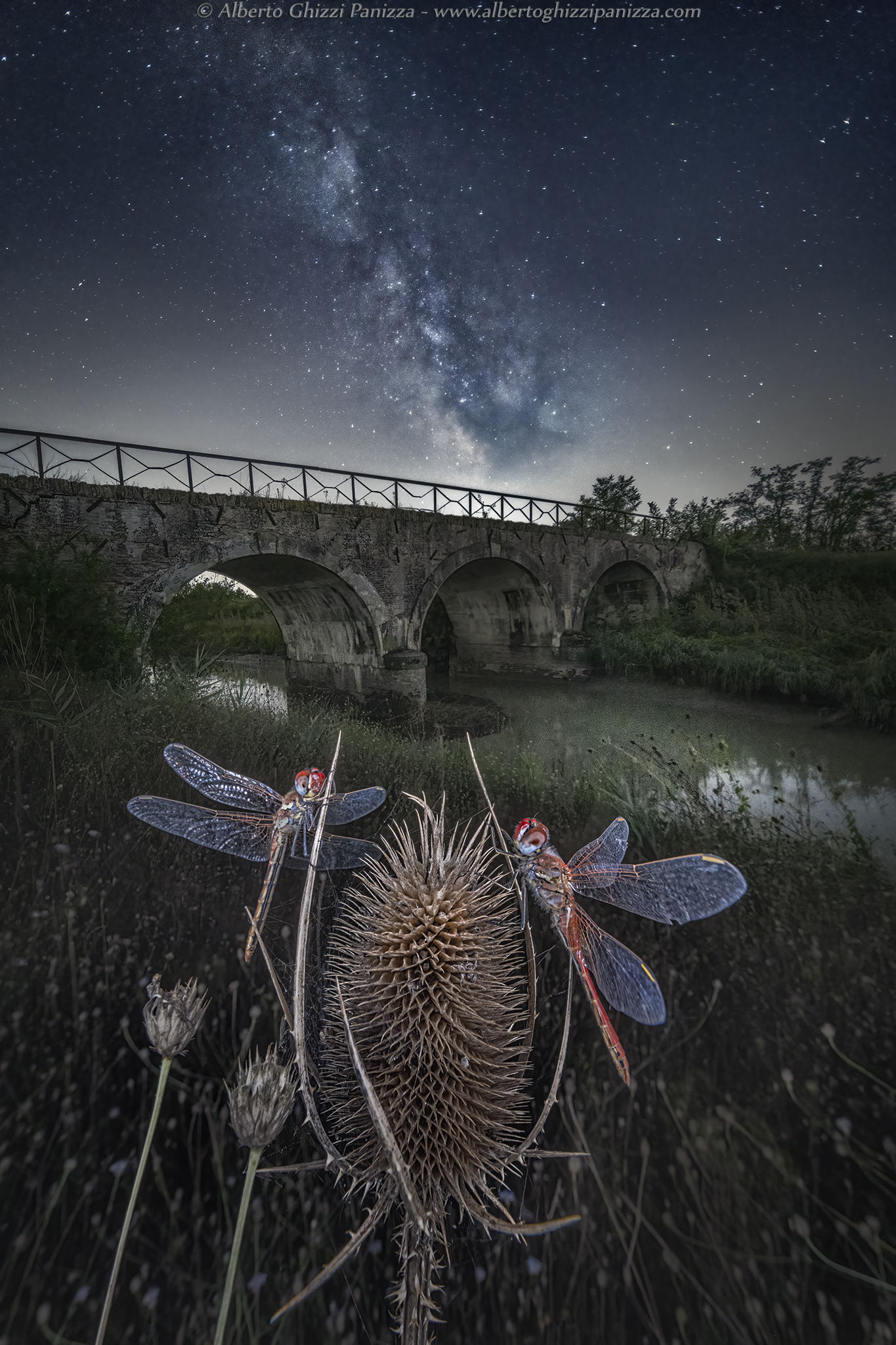 Dragonflies rest at night