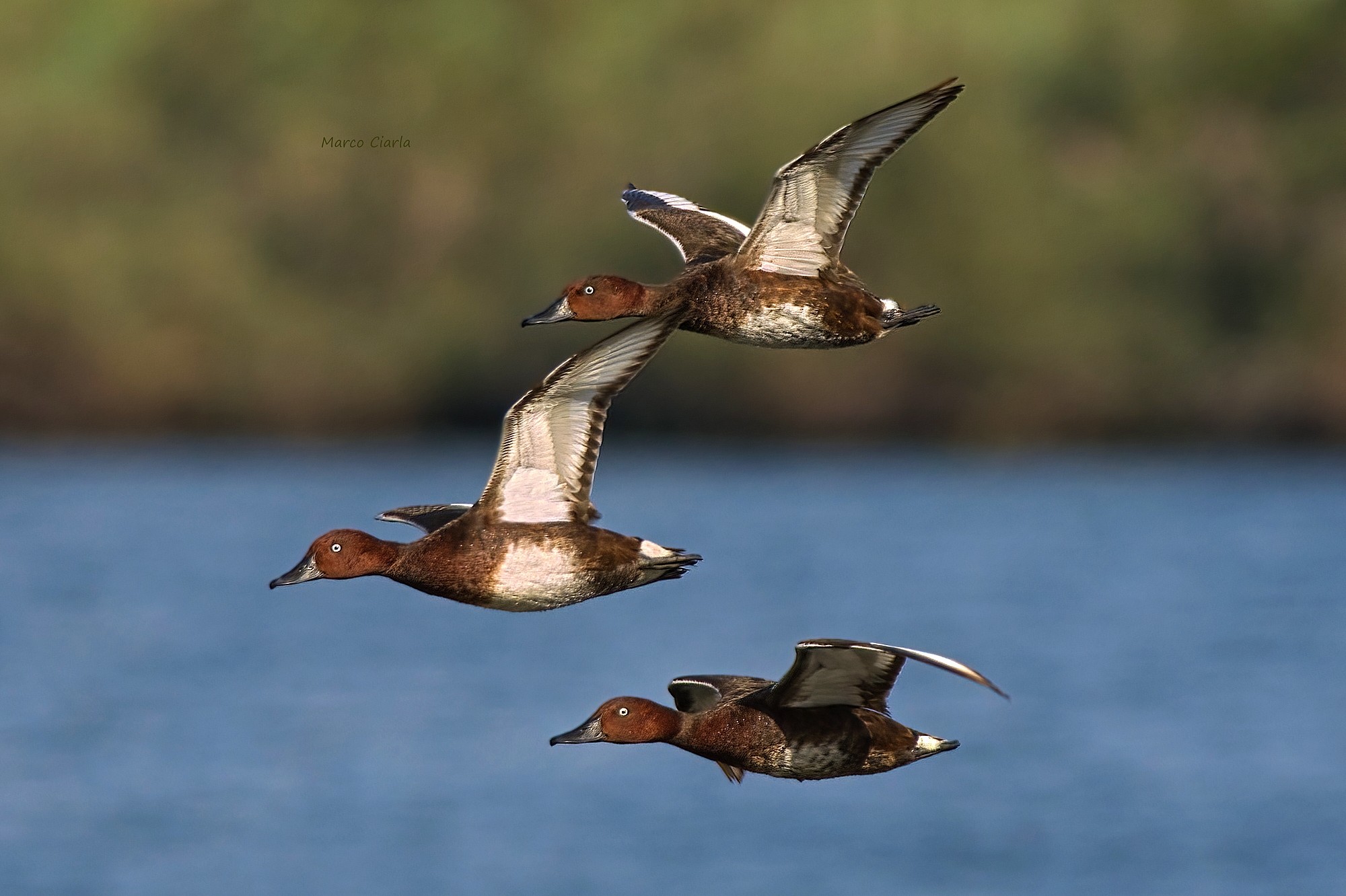 Moretta tabaccata (Aythya nyroca)