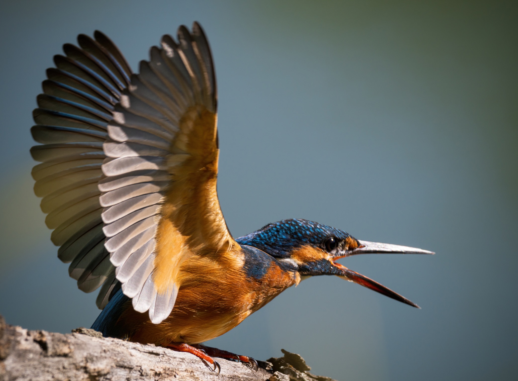 Kingfisher ( female )