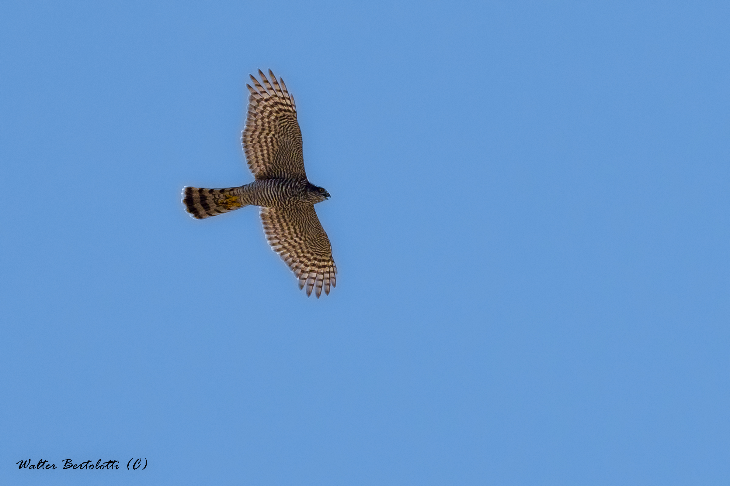 sparrowhawk on the hunt