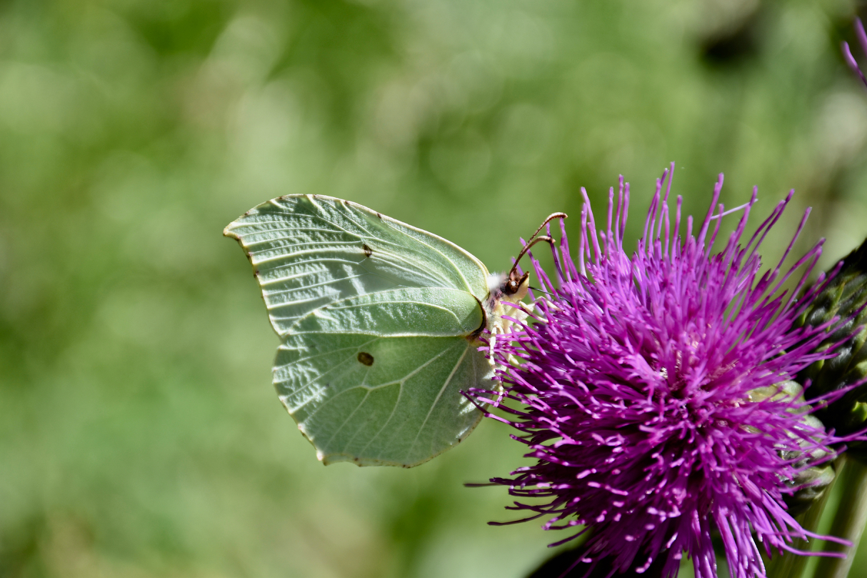 Farfalla di limone anche a quota 2000m