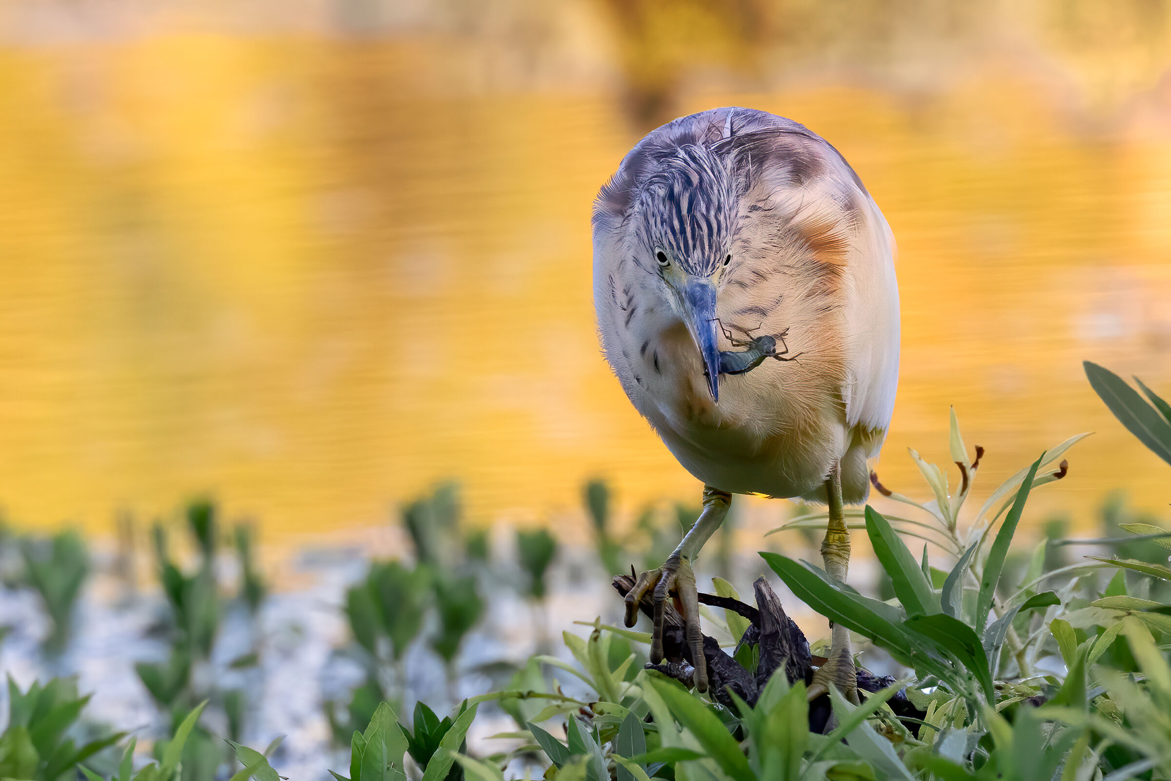 Sgarza ciuffetto con preda, una Larva di Aeshna cyanea