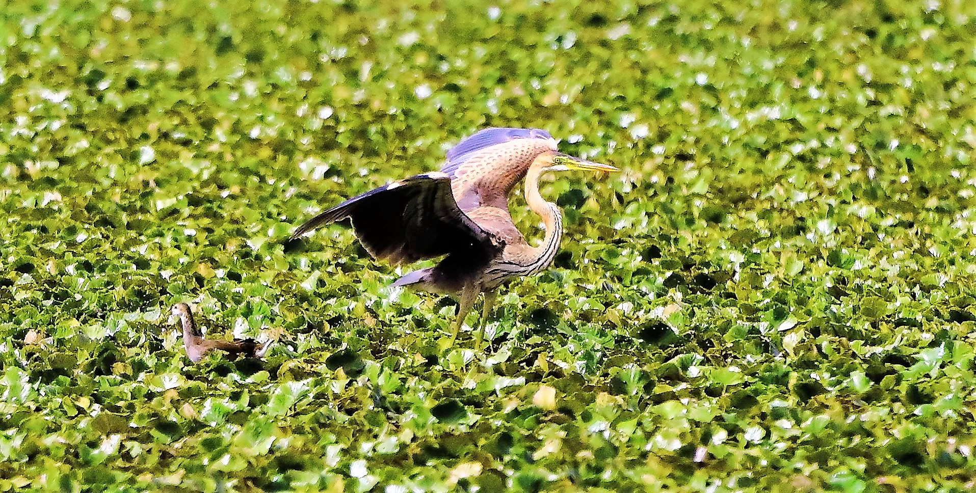 Airone rosso 19-08-2022