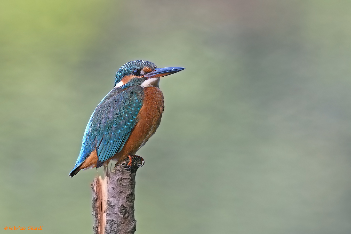 Alcedo atthis (Kingfisher)