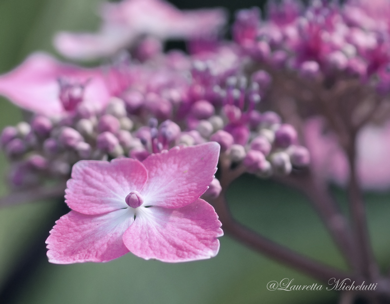 the flower