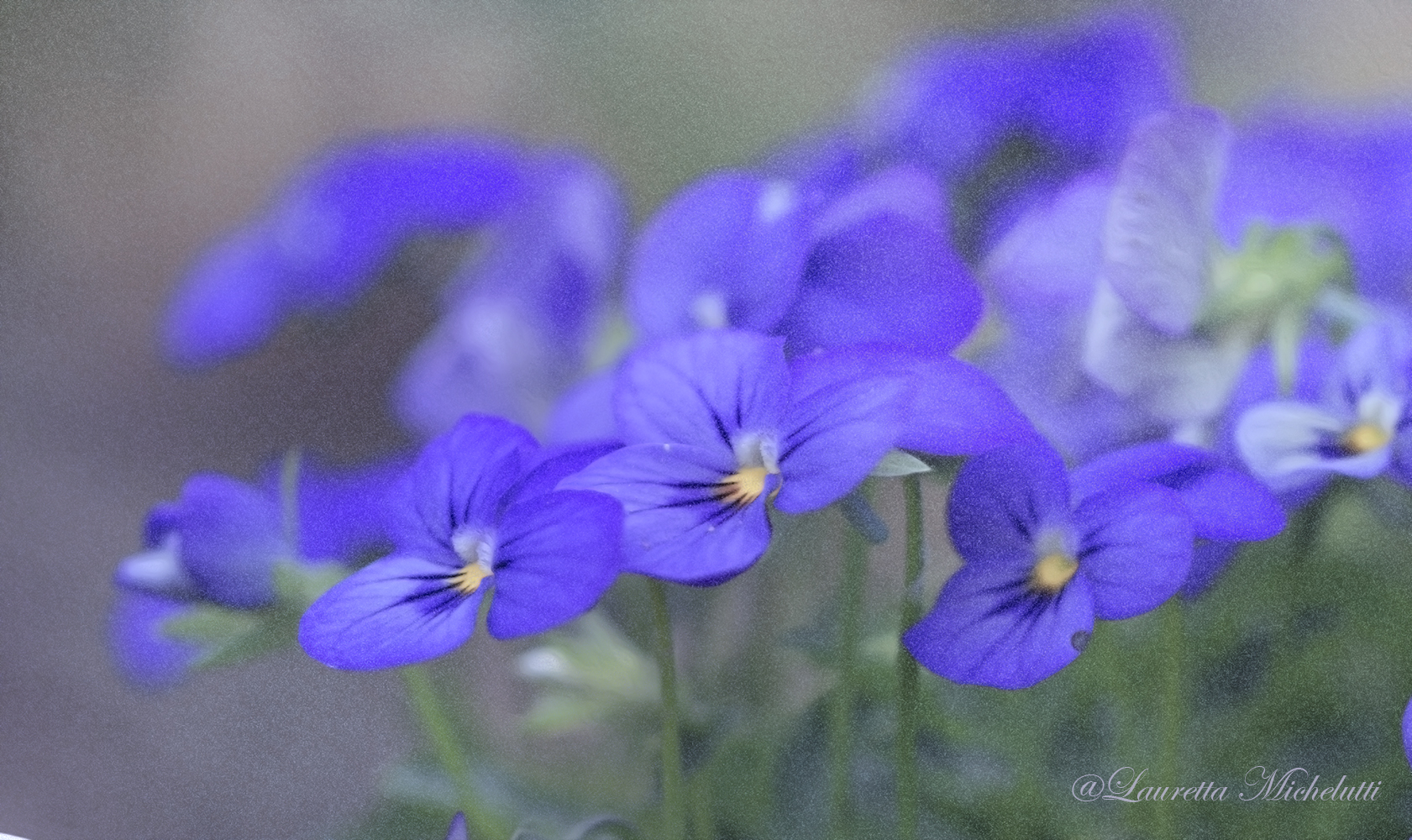 the flower