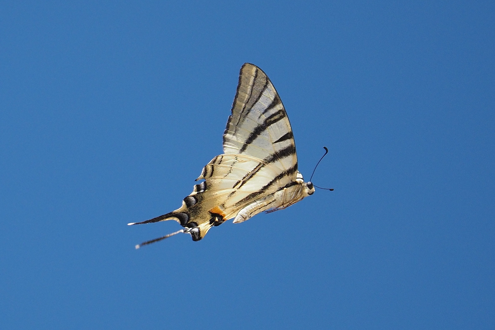 Podalirio in flight
