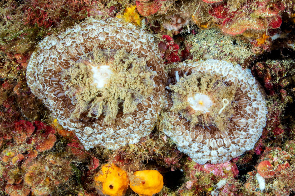 Coppia Umbraculum - Portofino