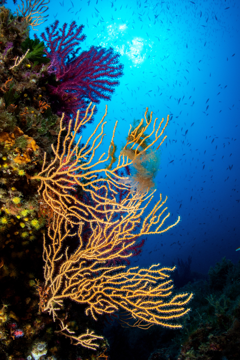 Gorgonie Portofino