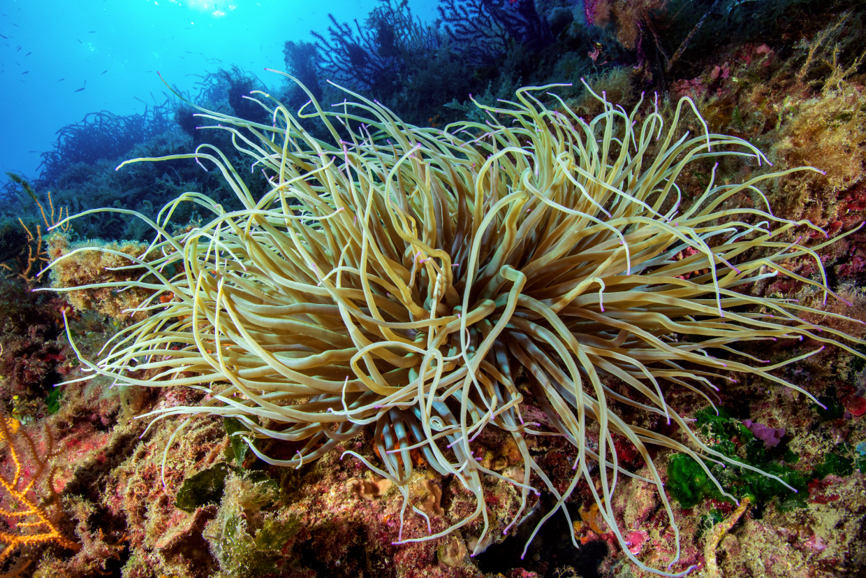 Attinia Portofino