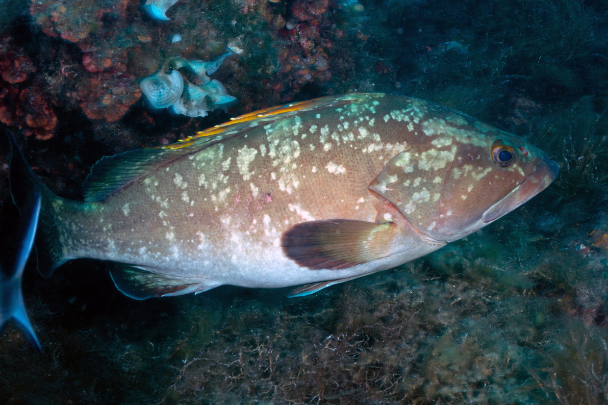 Cernia Portofino