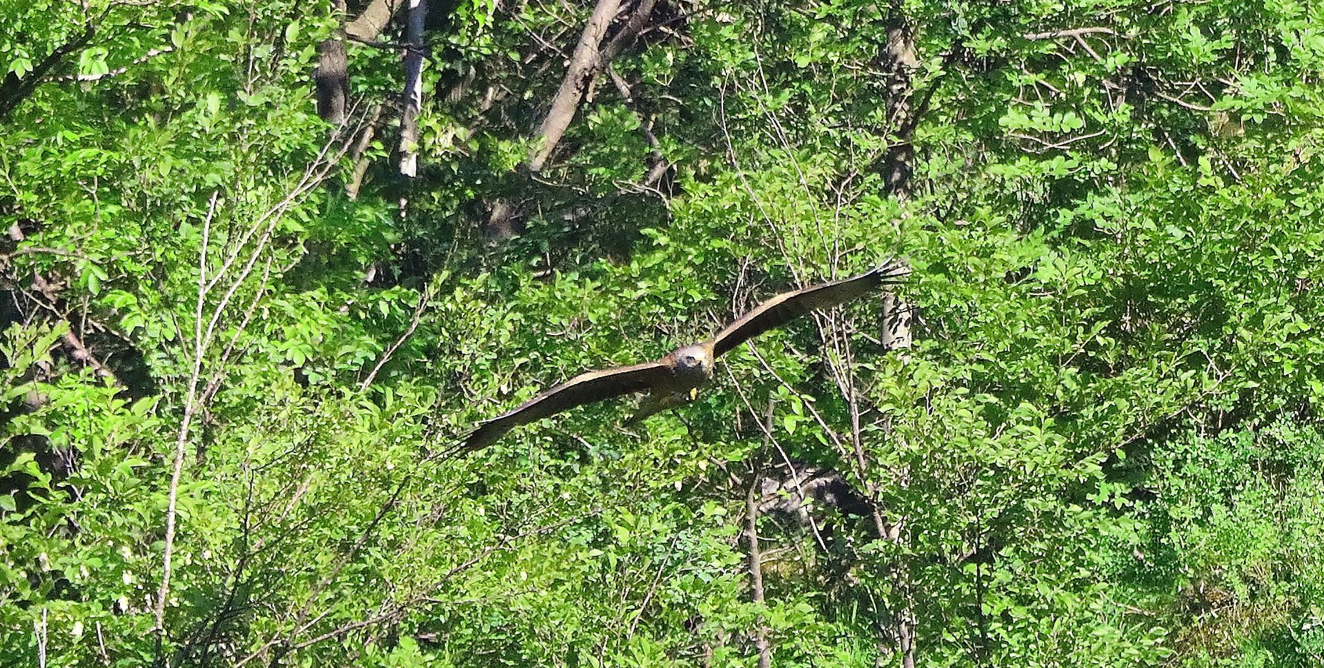Nibbio bruno 07-06-2022