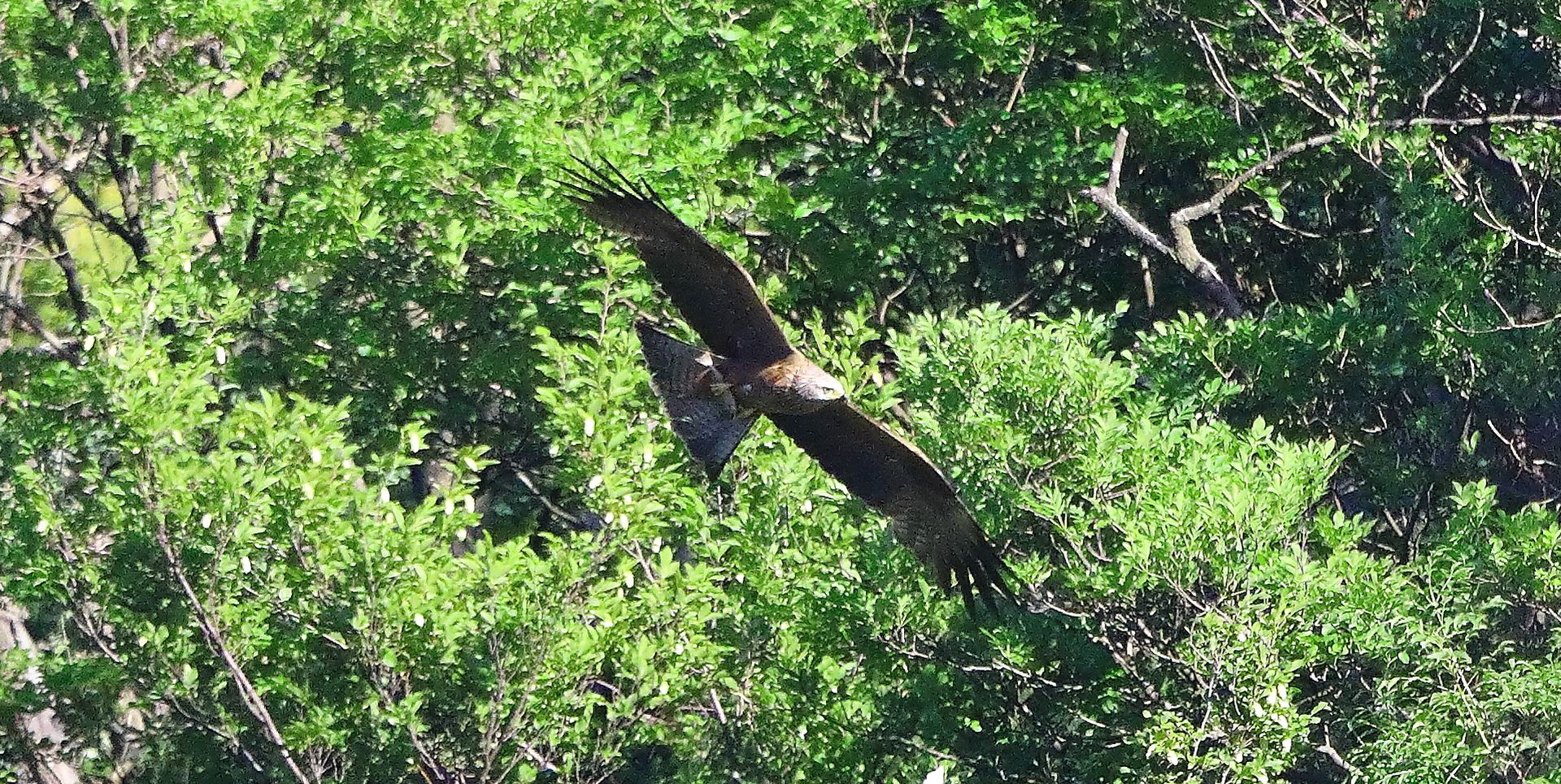 Nibbio bruno 07-06-2022
