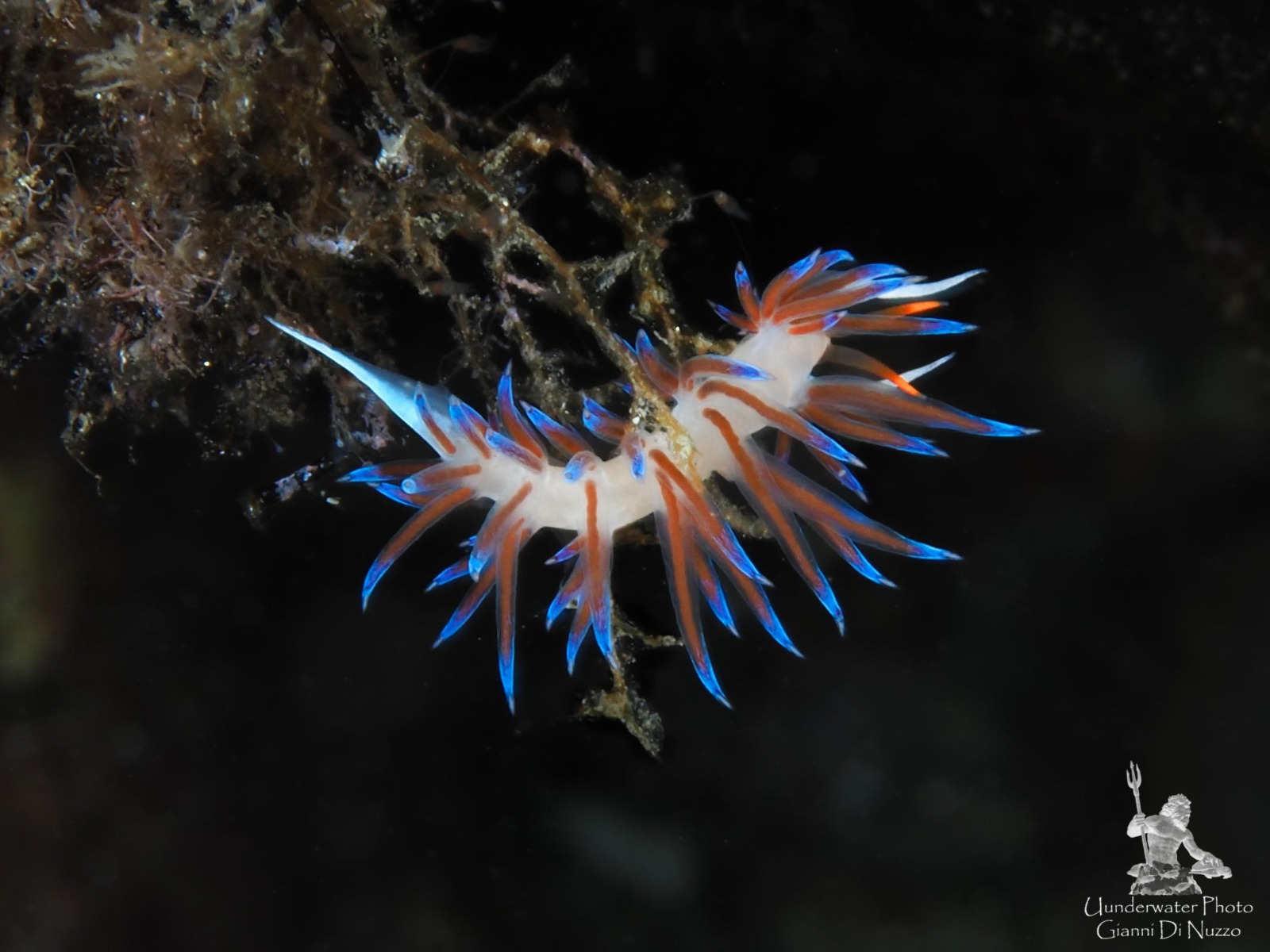 Appeso ad un filo...